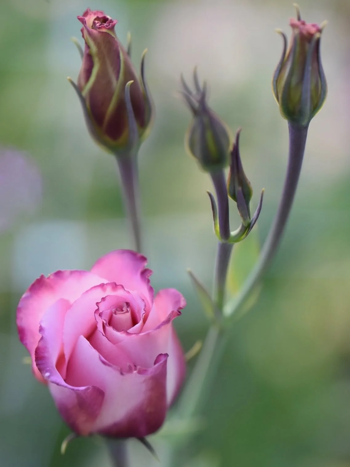 Our Lisianthus flower was captured so beautifully by a macro photographer. I thought it was a stunning flower with my visible eye but even more so with this style of photography! Thanks Cathy Riley for sharing this image!