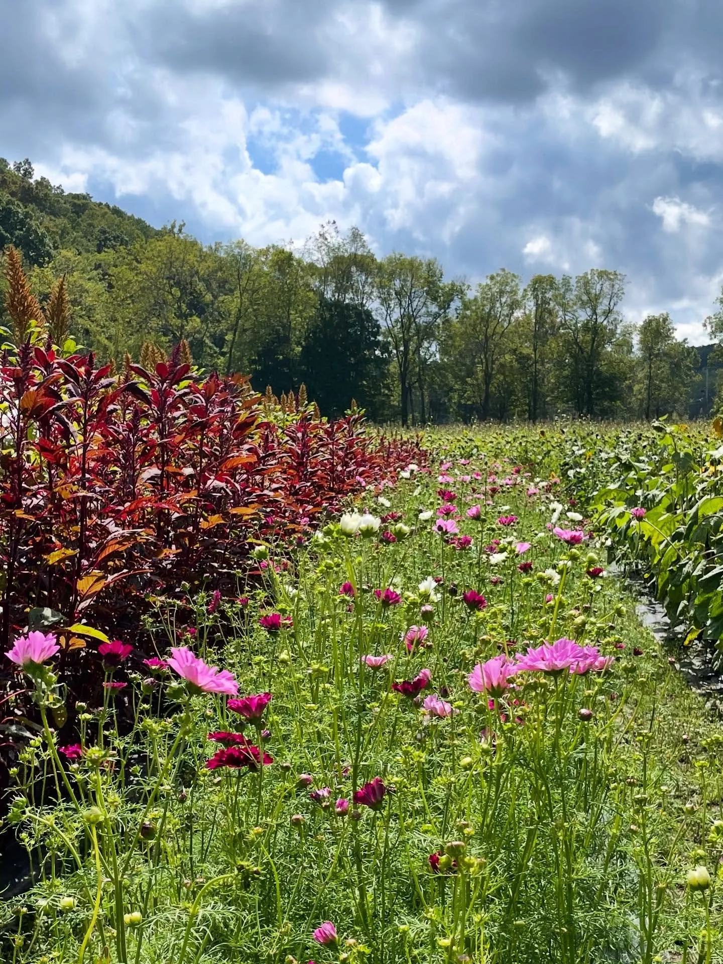 I&rsquo;m really enjoying the mood of the farm during these early fall days. I&rsquo;m savoring the last of the summer garden before I&rsquo;m back in the greenhouse soon.