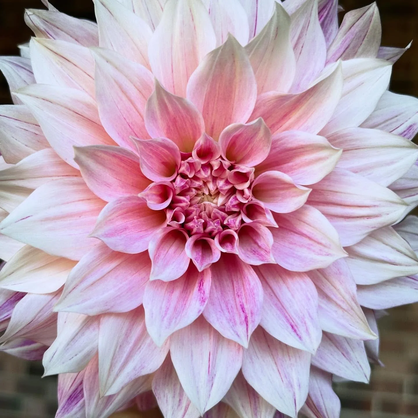 Dahlia season is officially here! These beautiful blooms will be available longer than most of our other field crops, and they thrive in cooler weather. They certainly do not mind sweater weather. 

You can find bouquets featuring dahlias at the Bloo