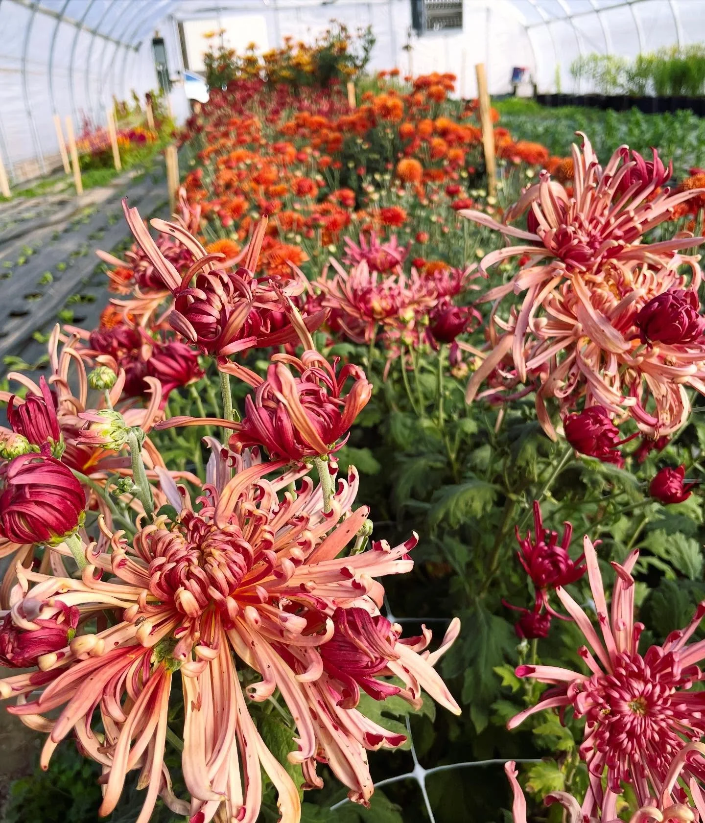 Looking forward to another market tomorrow morning from 9-12:30 alongside many other wonderful farmers!