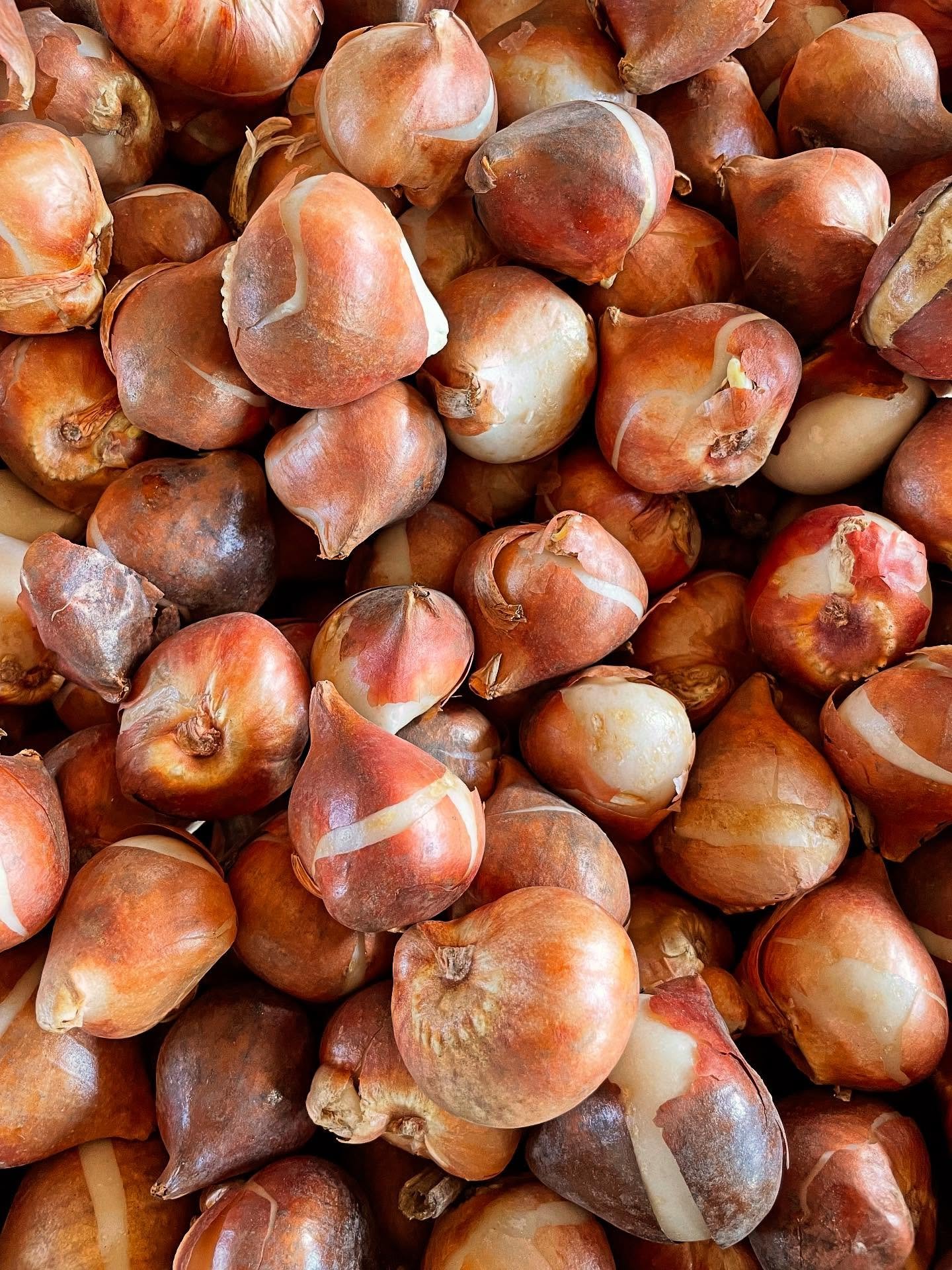 Tulip bulbs started arriving yesterday! I should have the first tulips in bloom in approximately six weeks. I&rsquo;m looking forward to having these stunning blooms again! And so many fun varieties!