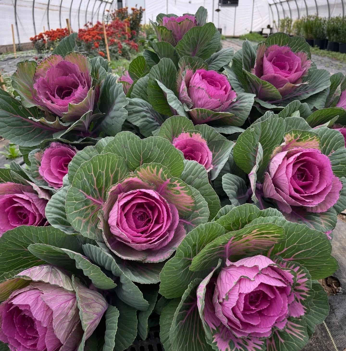 As we approach Thanksgiving, I wanted to let you know that we will have beautiful blooms available at the market that should look just as lovely for your holiday table.

The flowers I am currently growing have a naturally long vase life. For full dis