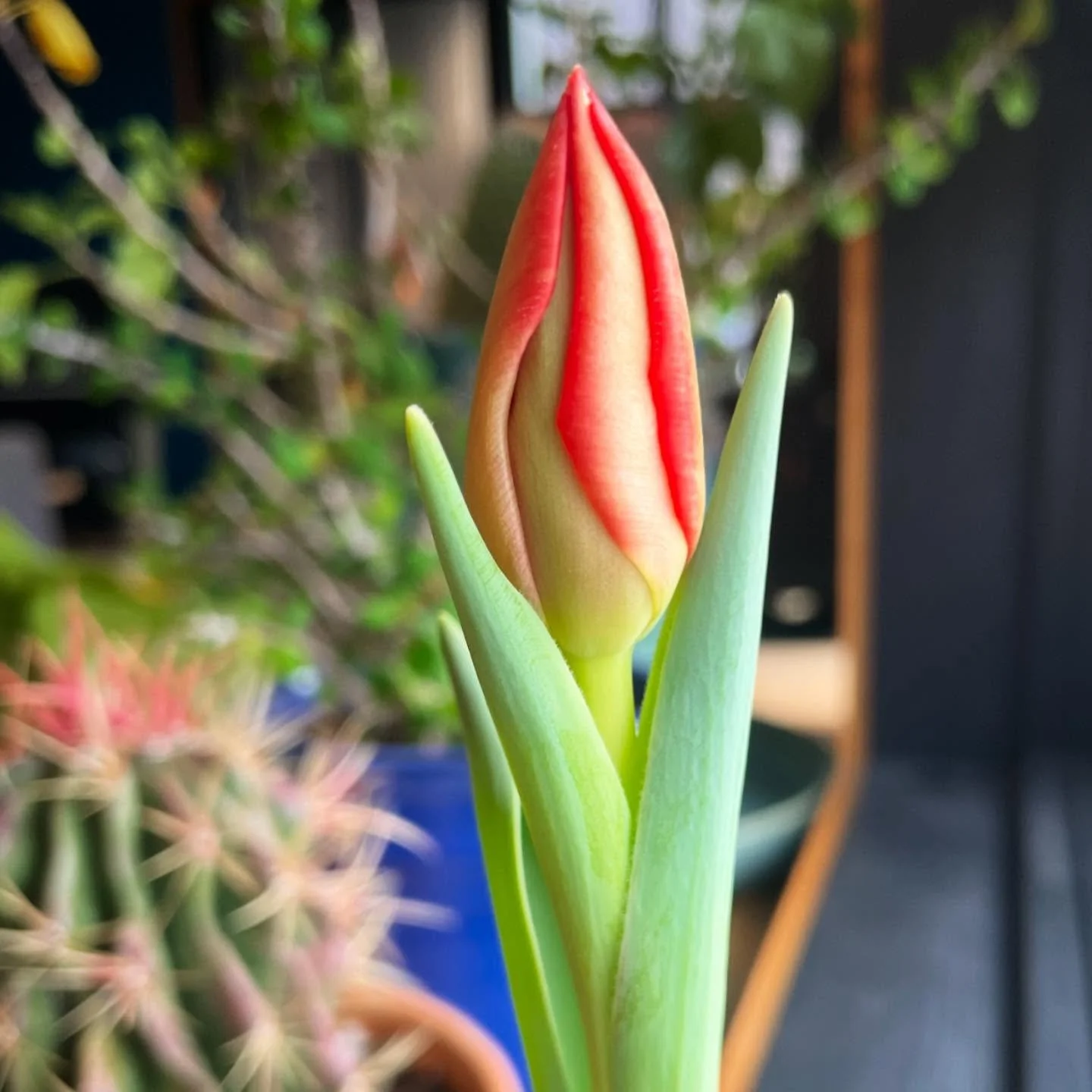 The first locally grown winter tulip of the season, picked this morning on the farm! Growing flowers in winter brings me so much joy, and tulips never stop amazing me. Only 7,999 more to go&hellip;