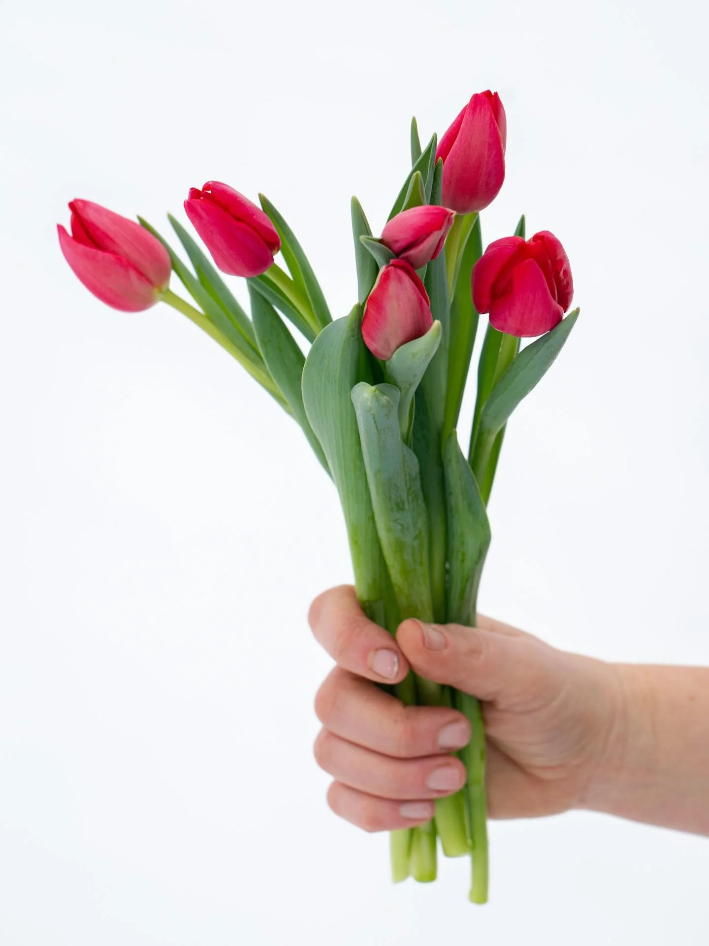 Tulips in December feel like such a gift, and I&rsquo;ll have plenty of them at the Winter Farmers Market tomorrow. These early blooms are vibrant&mdash;mostly red&mdash;and bring so much joy.

If you&rsquo;re looking to brighten your home or bring a