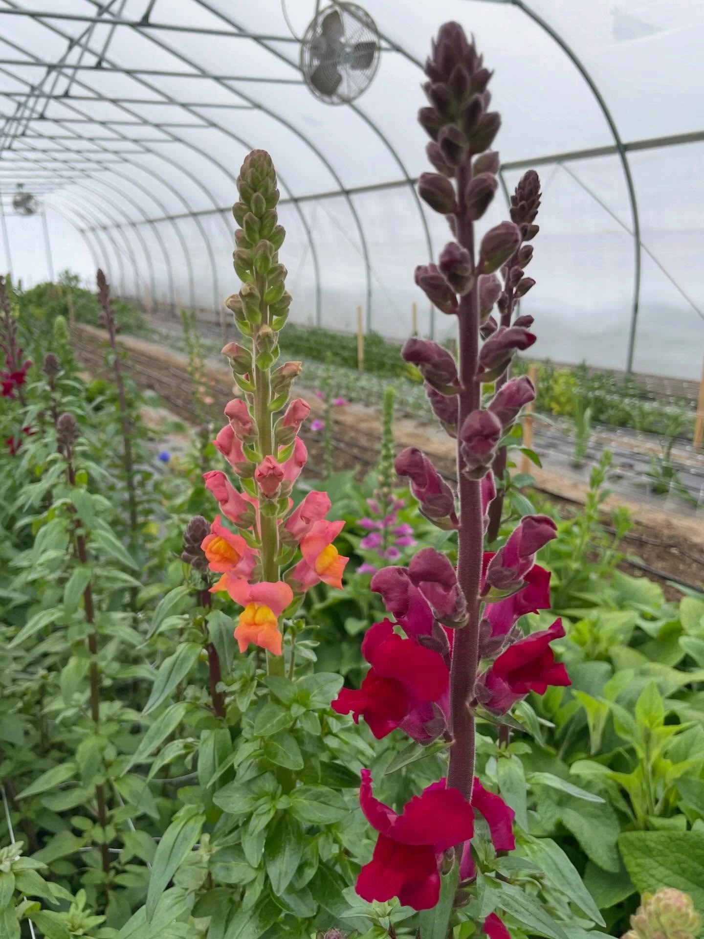 Scenes from the greenhouse today 
Curious about our Valentine&rsquo;s Day offerings?
DM me your email and I&rsquo;ll add you to the list&mdash;details coming soon.