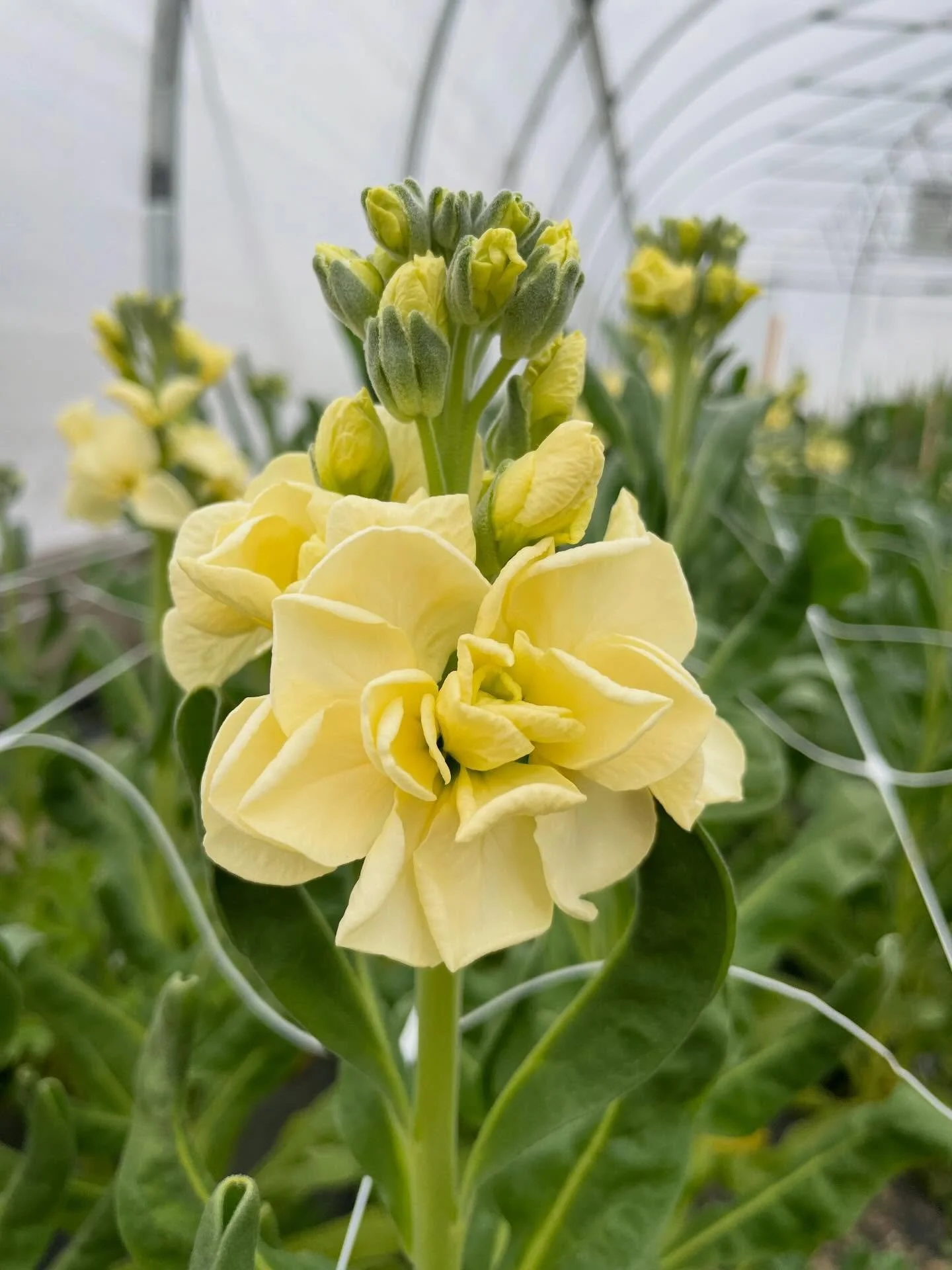 This buttercream yellow stock feels especially dreamy today. I&rsquo;m looking forward to adding it to bouquets for the Winter Farmer&rsquo;s market!