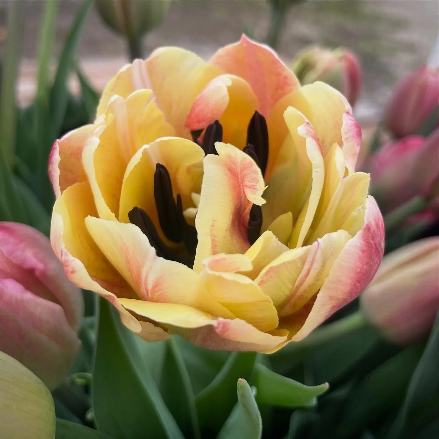 Anyone else&rsquo;s shoes covered in mud? It&rsquo;s been quite a week of rain. Our creek is rushing through the property while the wood frogs and spring peepers sing their chorus. A beautiful soundtrack for harvesting flowers.

Bouquets are being ga