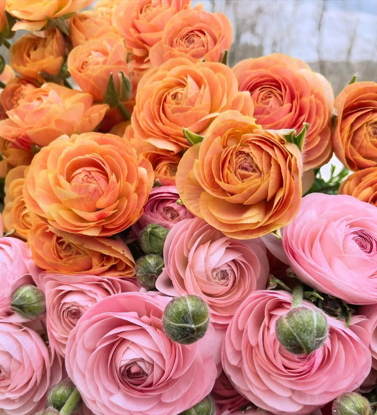 It&rsquo;s been a full, beautiful stretch on the farm these past few weeks-one of those seasonal peaks where every time I turn my back, there are more flowers ready to be harvested!  Ranunculus is always a fleeting crop for me, and even more so this 