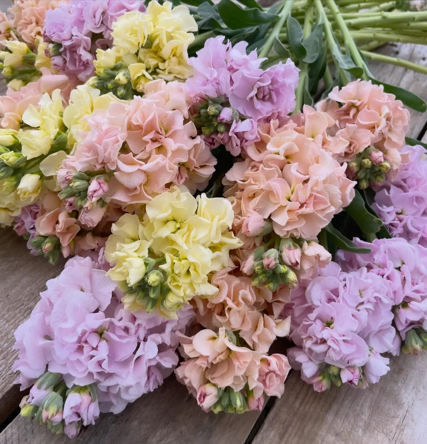 These soft pastel tones arrived just in time for Easter weekend.

I&rsquo;ll have plenty of fresh flowers for your tables&mdash;come find me at the Bloomington Community Market this Saturday, 8:00&ndash;12:30. I&rsquo;d love to see you there.