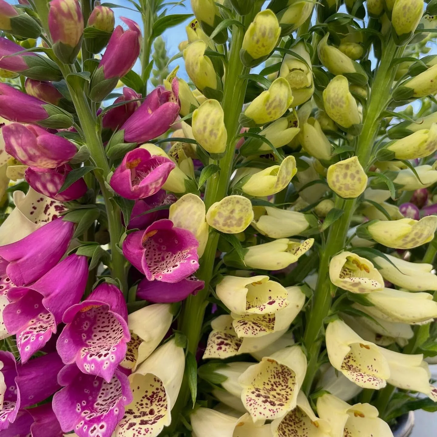Foxglove is hands down the most charming flower in the greenhouse this week. Even the name feels a little magical. I&rsquo;m imagining tiny foxes slipping their paws into these bell-shaped blooms like gloves.

I&rsquo;ll be at the Bloomington Saturda