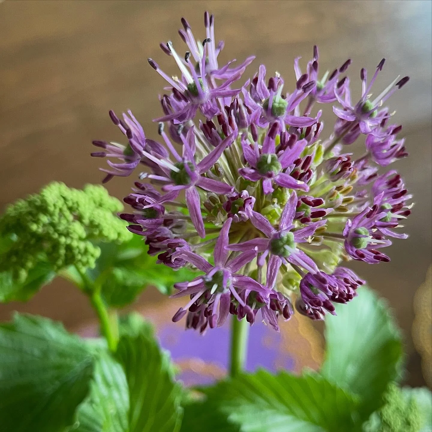 Spring has been bustling on the flower farm. The shift from cool flowers to warm flowers is happening at rocket speed this year, and I&rsquo;m doing my best to keep pace. There are lots of special orders going out, new blooms arriving each day, and p