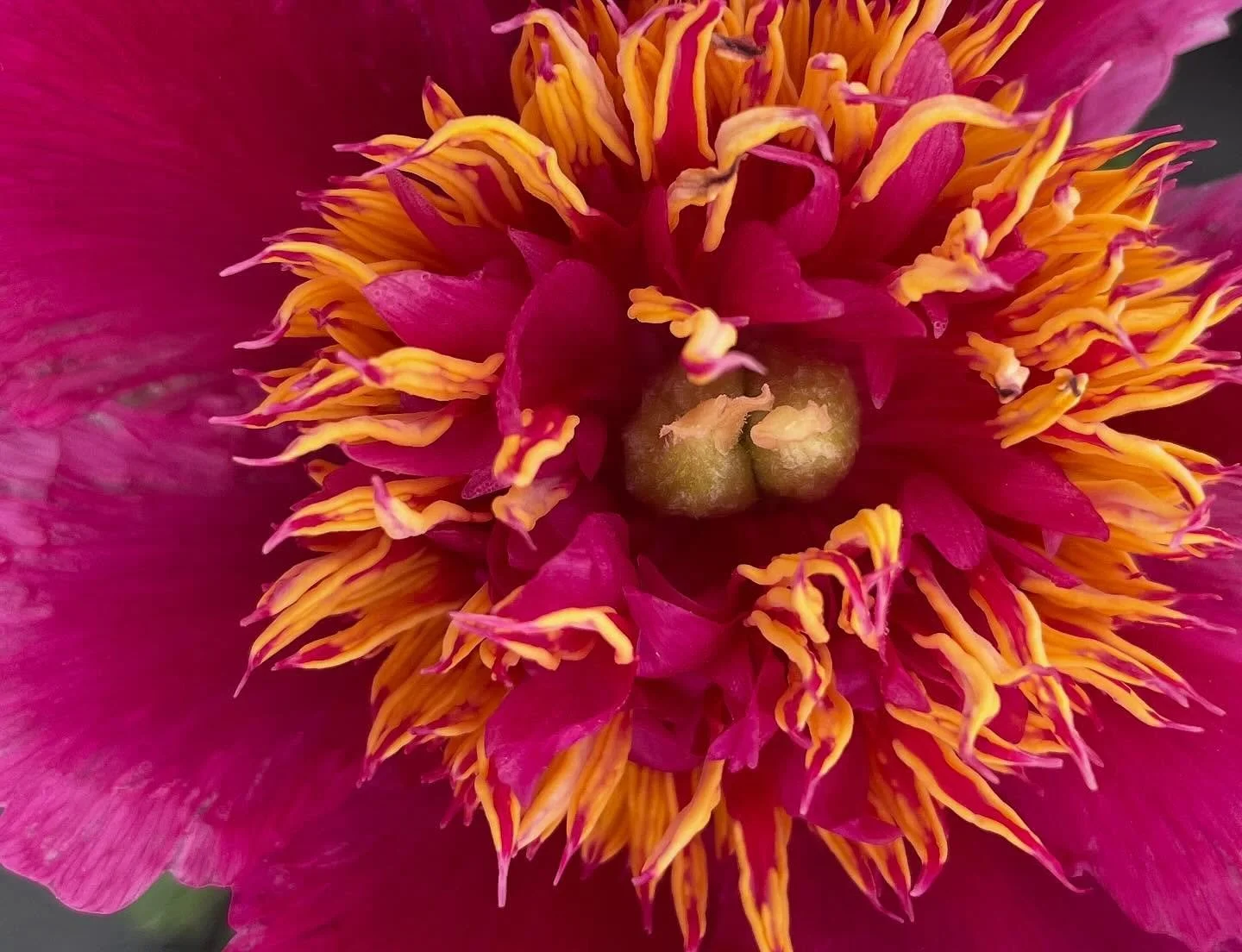 I wish I could bring buckets and buckets of this flower to the Saturday market tomorrow, but this year there are only a precious handful. Check back in two years&mdash;this peony will be making a major debut.  I will have plenty of other lovely bloom