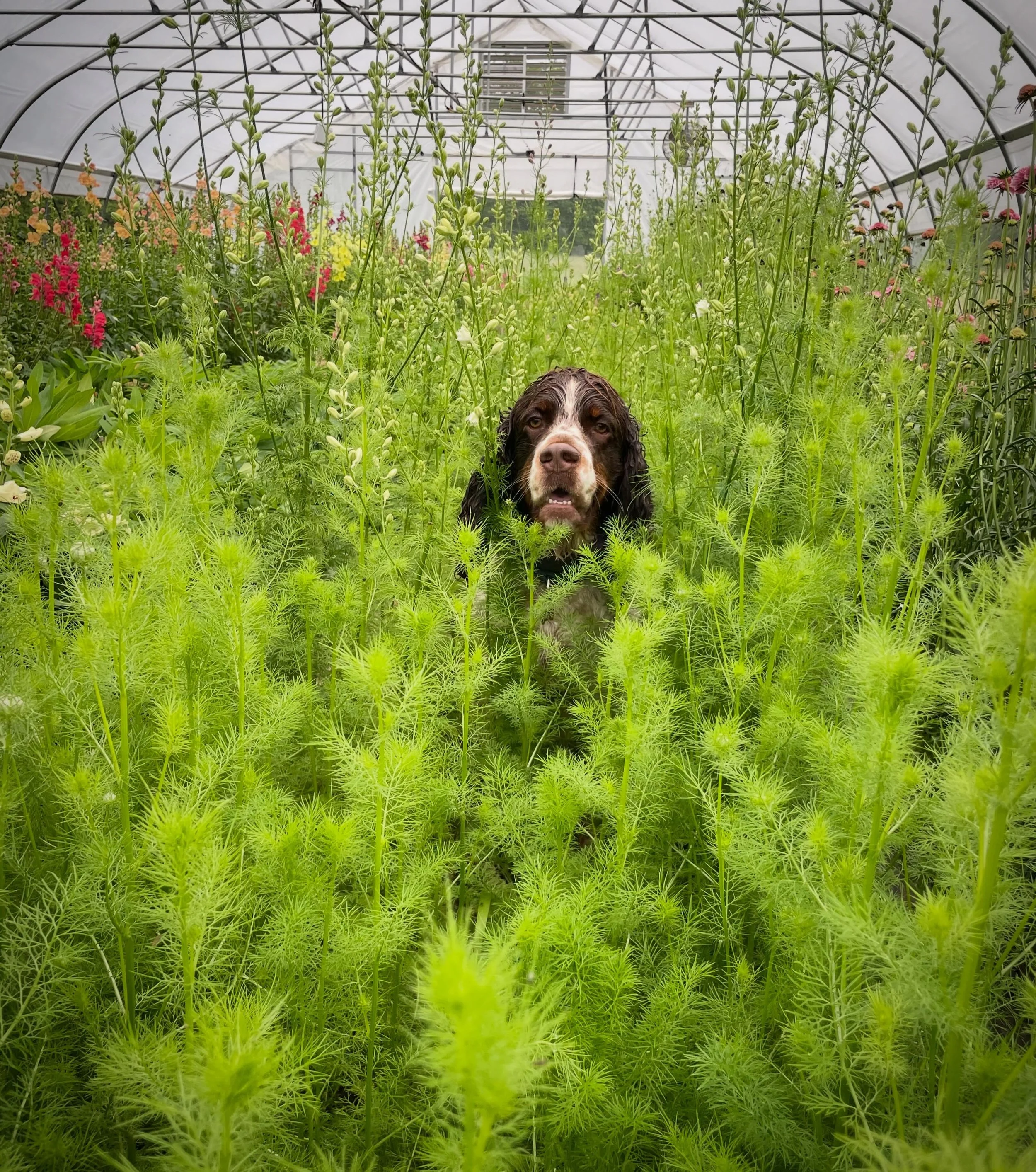 Look who snuck into the greenhouse and hid himself amongst the larkspur. He is such a little scoundrel and absolutely not allowed amongst the flowers&hellip; though I still couldn&rsquo;t help snapping an endearing photo of him.

If you aren&rsquo;t 