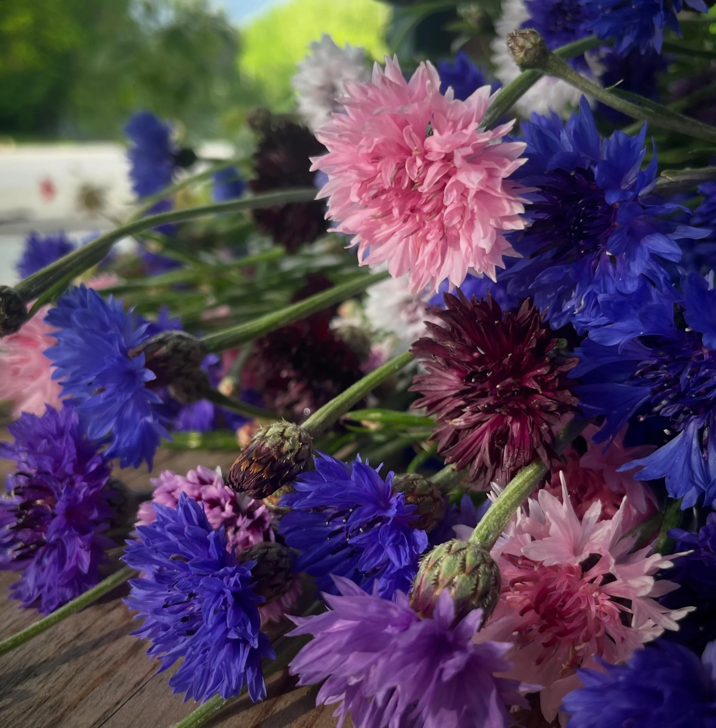 Bachelor buttons have to be one of my favorite spring flowers. That cheerful pop of blue in a bouquet feels so classic and cottagey &mdash; though I love all of the newer colors too.

A little farm update: grocery bouquets are heading to local stores