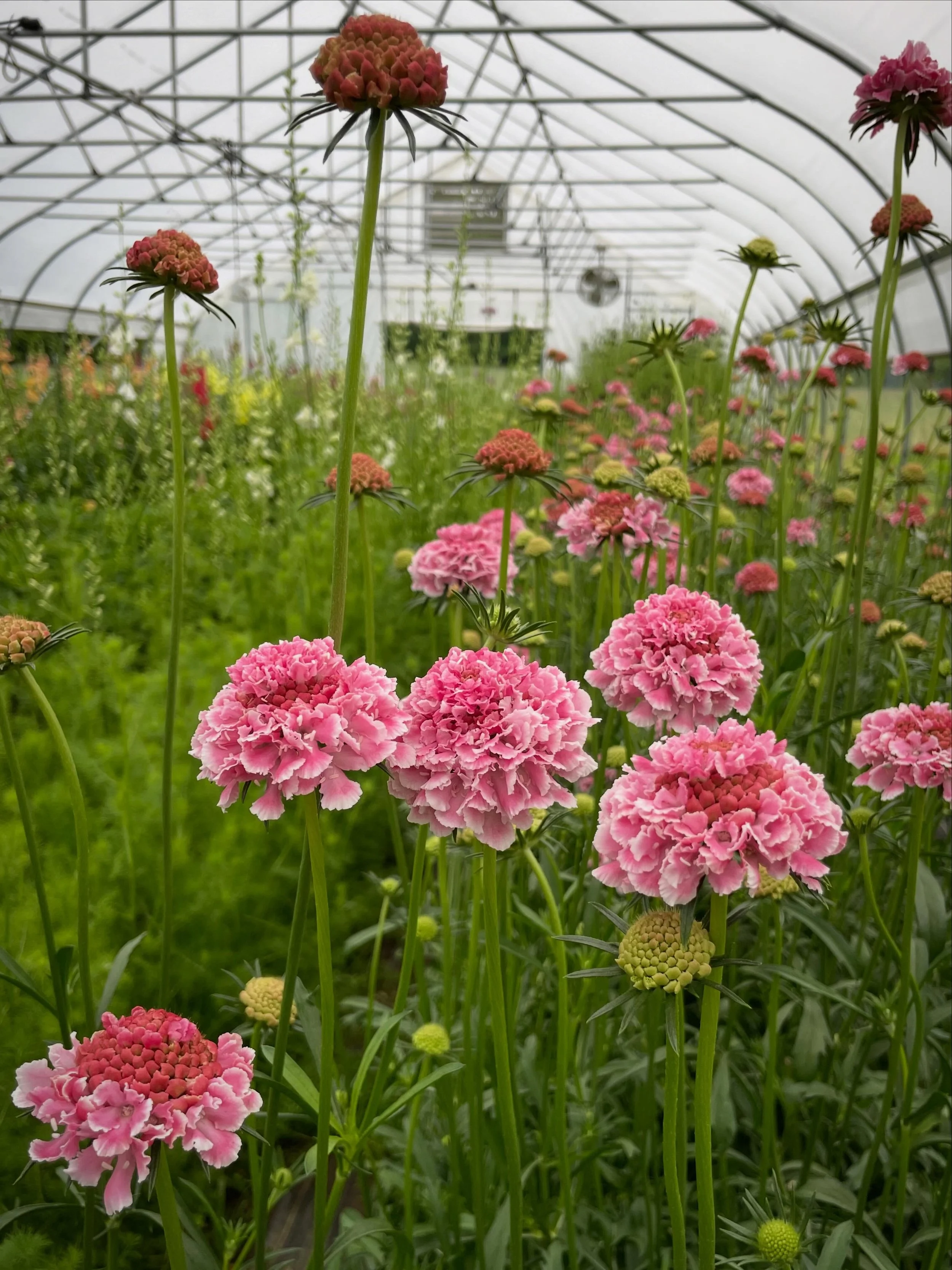 Tomorrow evening marks our first U-Pick of the season, and there are still a few spots available.

If you&rsquo;ve been wanting to visit the farm, stroll through the flowers, and fill a jar with fresh blooms, we&rsquo;d love to have you join us.

Sen