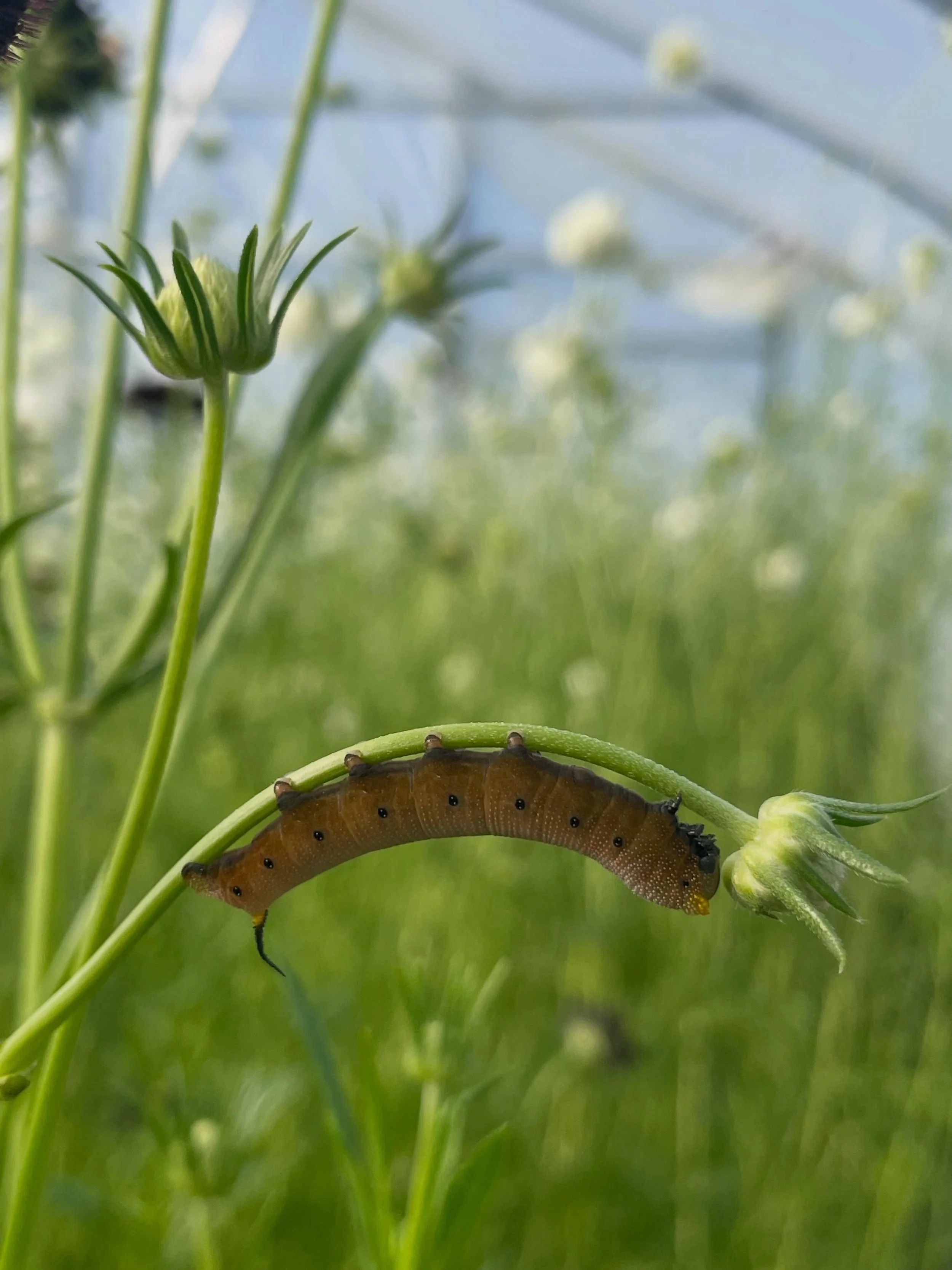 Thank you to everyone who came out to our first U-pick of the season last night! It was such a fun evening. True to form, I got so caught up visiting that I forgot to take any photos.

It was lovely meeting everyone, sharing the farm with you, and se