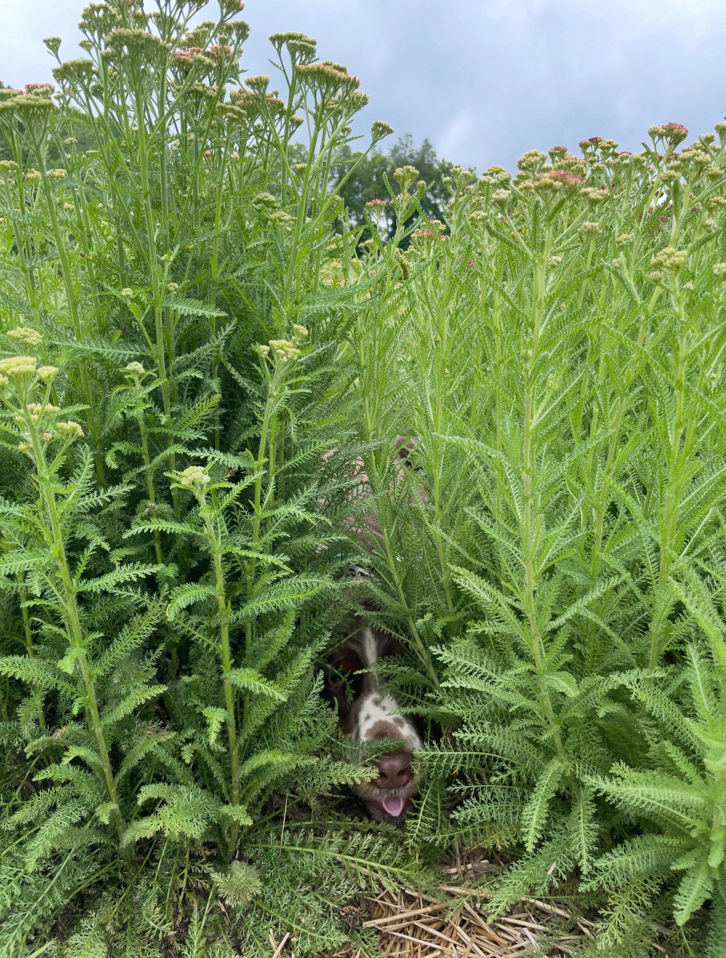While the rest of us were melting in the heat, Raleigh, the farm dog, discovered the perfect place to cool off&mdash;in the yarrow.
We&rsquo;re opening the farm again for a U-Pick this evening! If you&rsquo;d like the details and aren&rsquo;t already