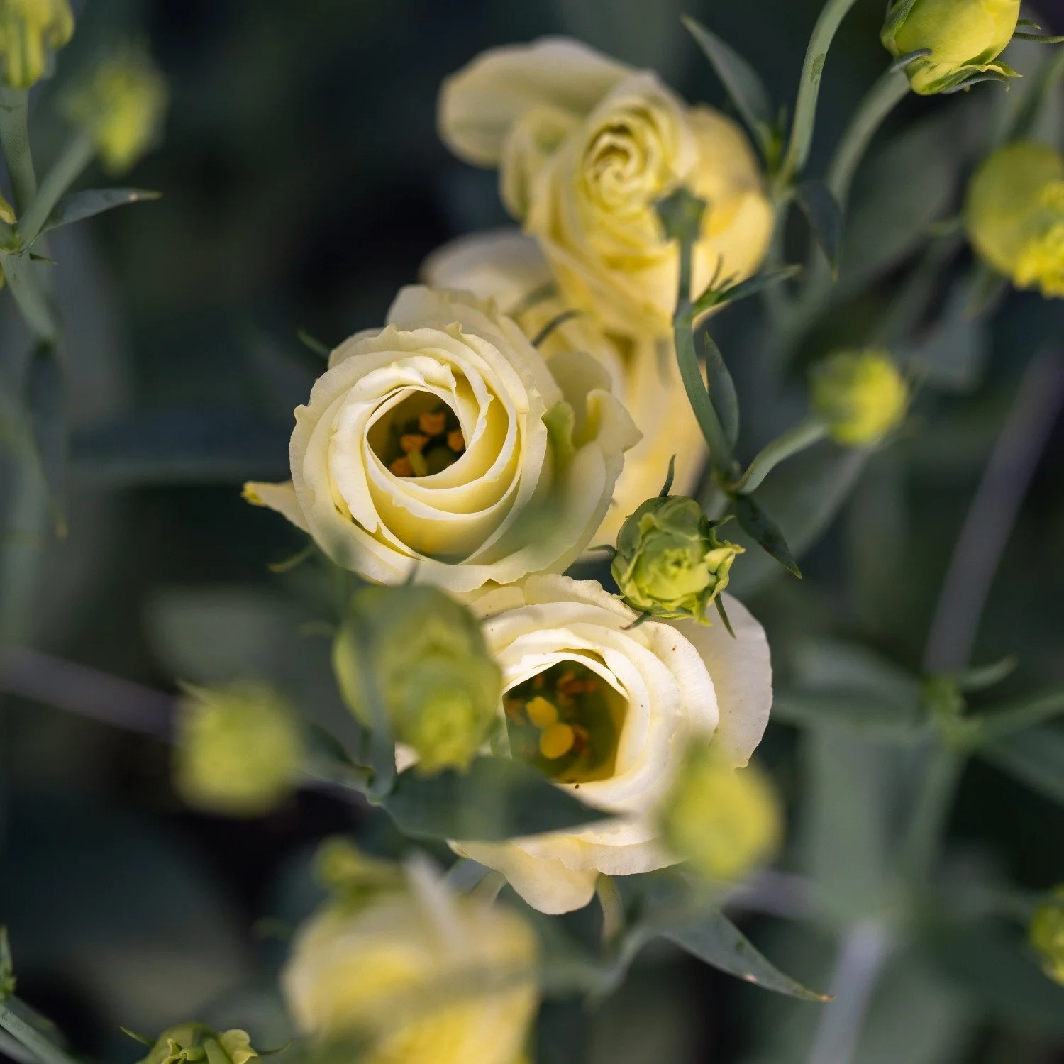 The first frost has arrived at Winter Blooms, marking the shift from field flowers to greenhouse blooms. While production in the field has slowed, the greenhouse flowers are beginning to come on, and I&rsquo;m looking forward to what this next season