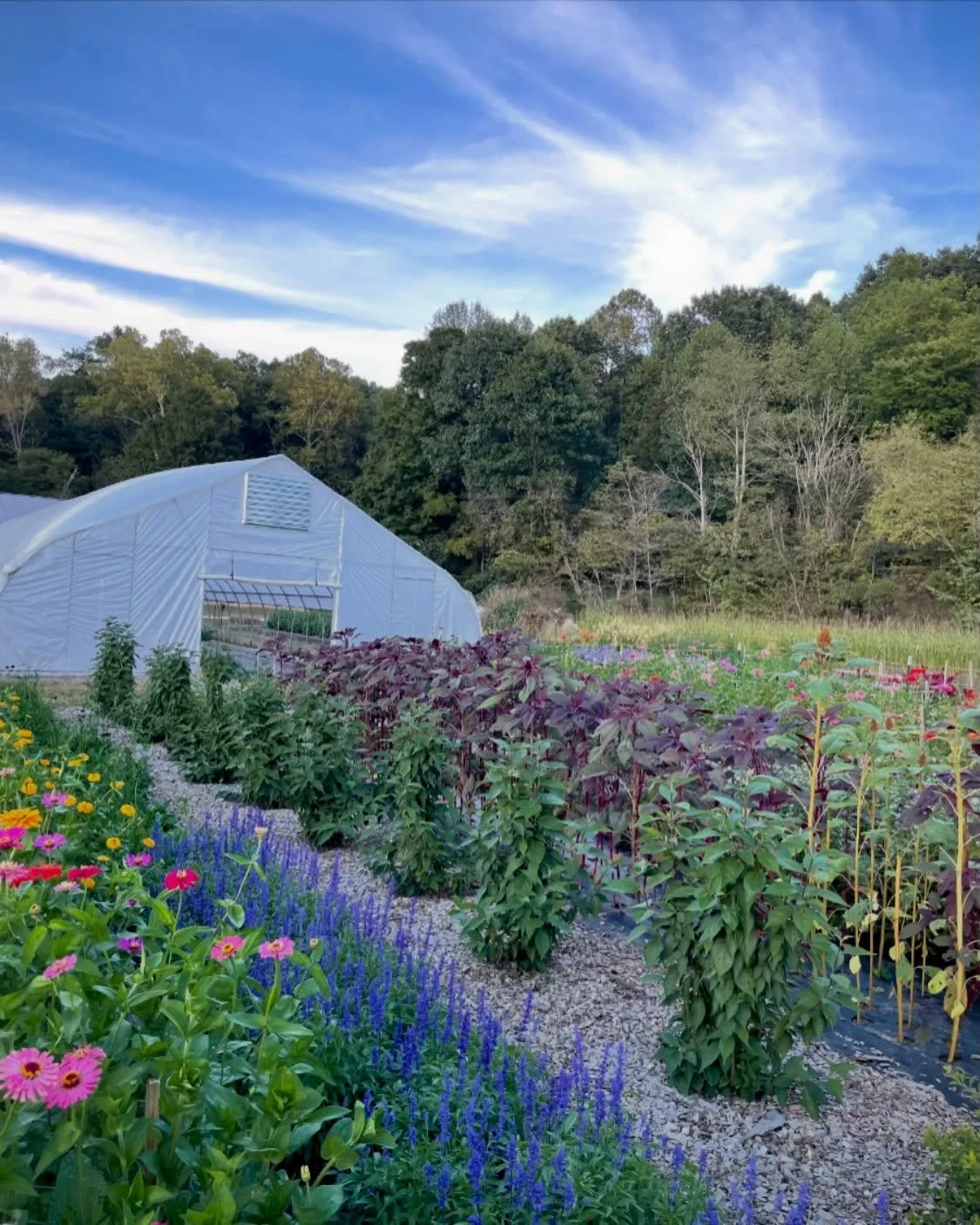There are still so many flowers blooming out in the fields, and the farm is feeling very much like fall.

So, before the first frost arrives, I&rsquo;m opening the fields for an evening Fall Flower U-Pick.

THURSDAY, OCTOBER 1
6:00&ndash;7:30 PM

The