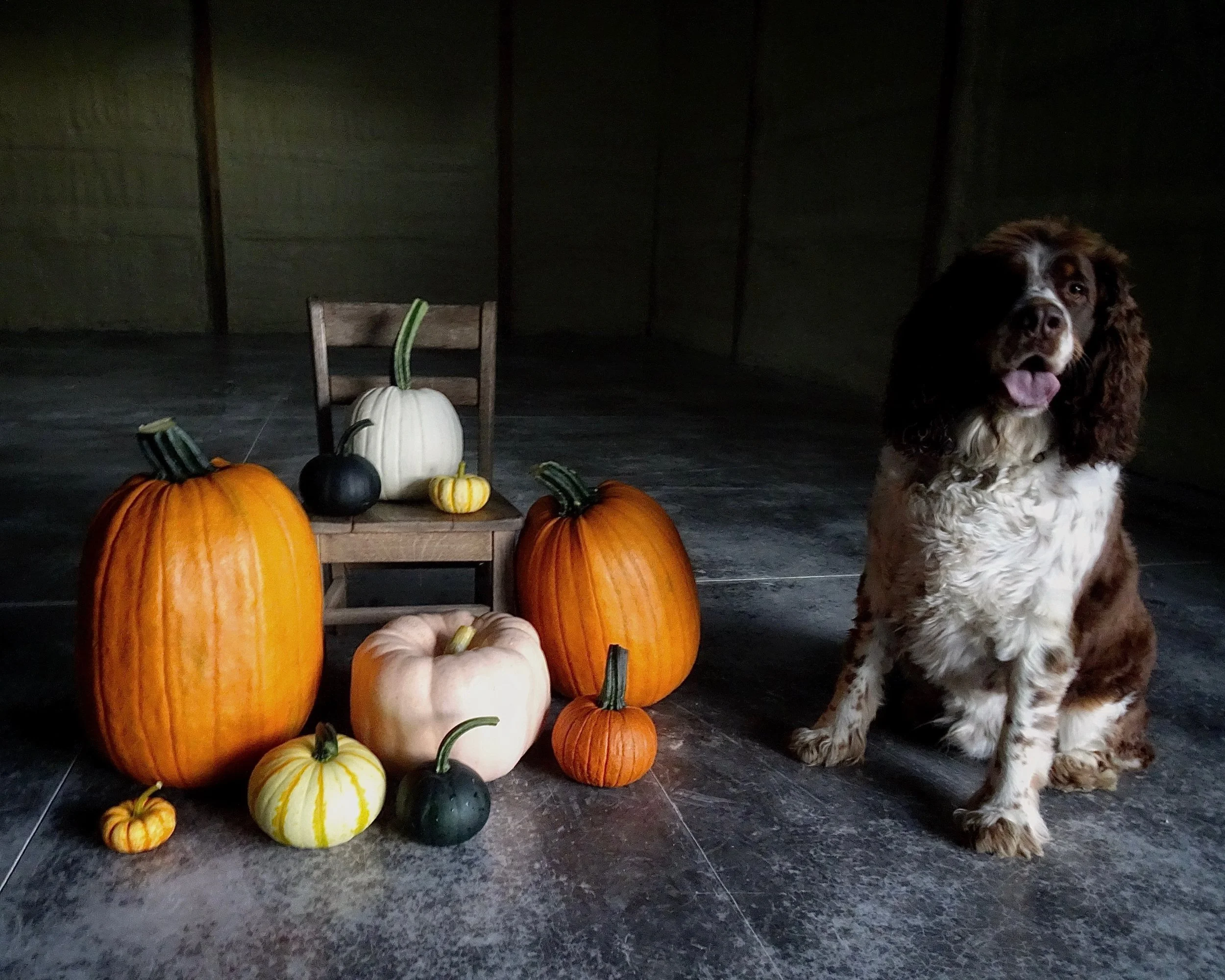 The seven young farmers out here at Winter Blooms have been hard at work on their pumpkin patch all summer, and now they&rsquo;re bringing their harvest in for curing.

Each farmer specialized in one variety, but collectively they&rsquo;ve helped eac