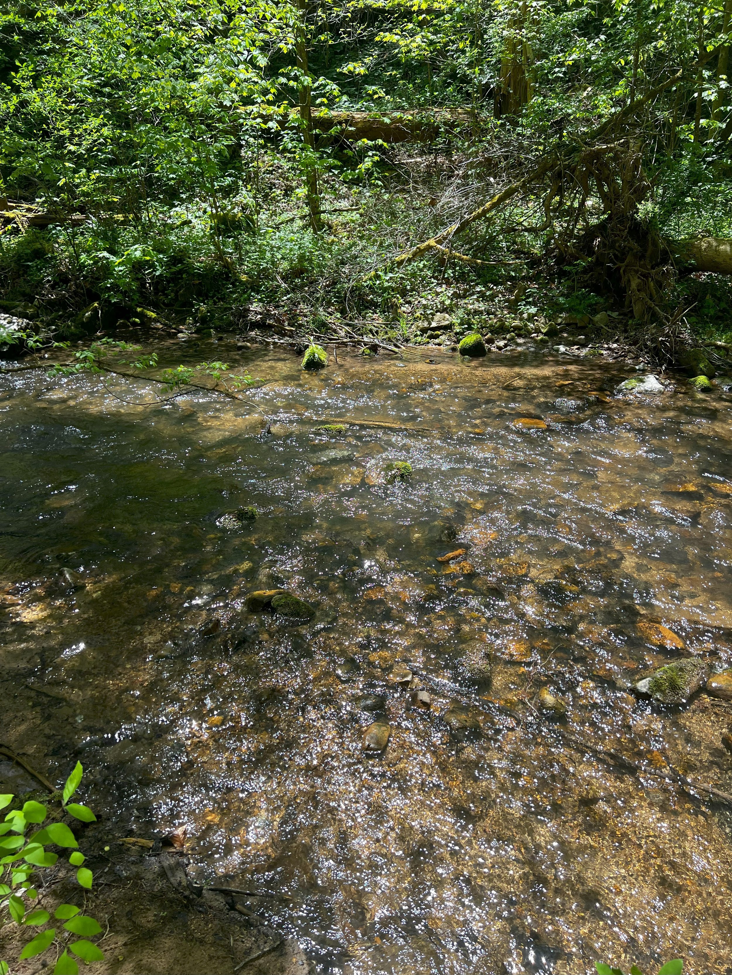 IMG_2480.jpg