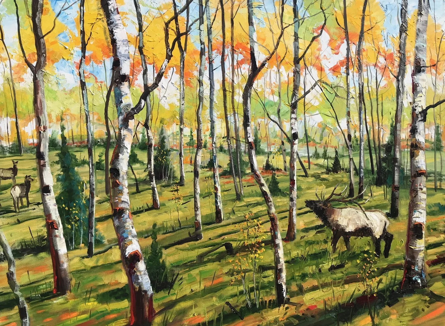 Elk in Aspen Grove