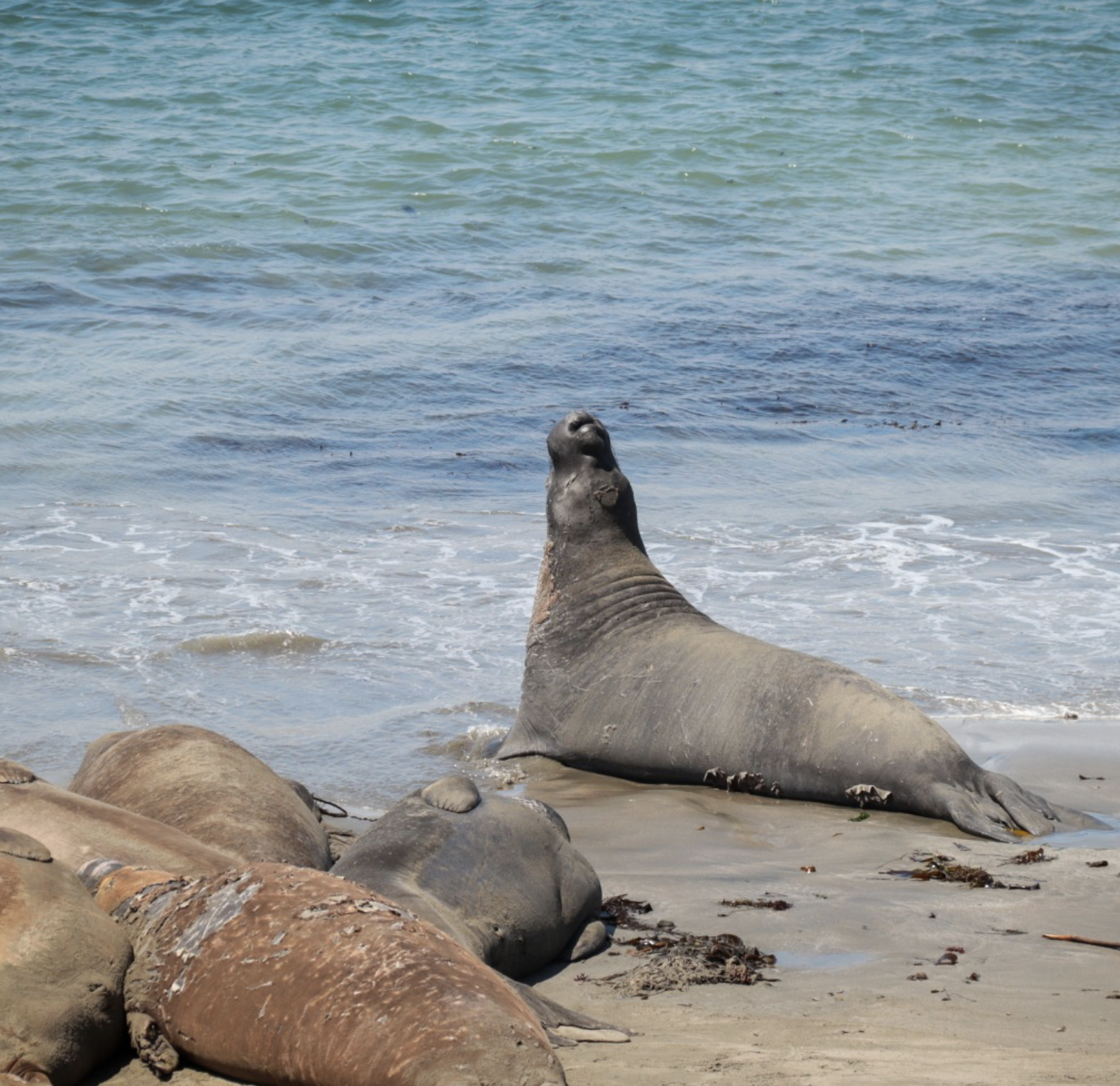 Elephant Seals in San Simeon