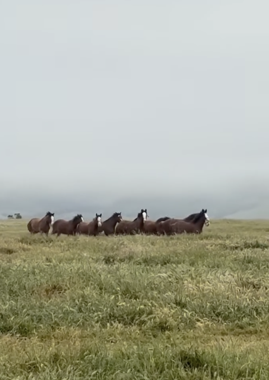 Covell Ranch