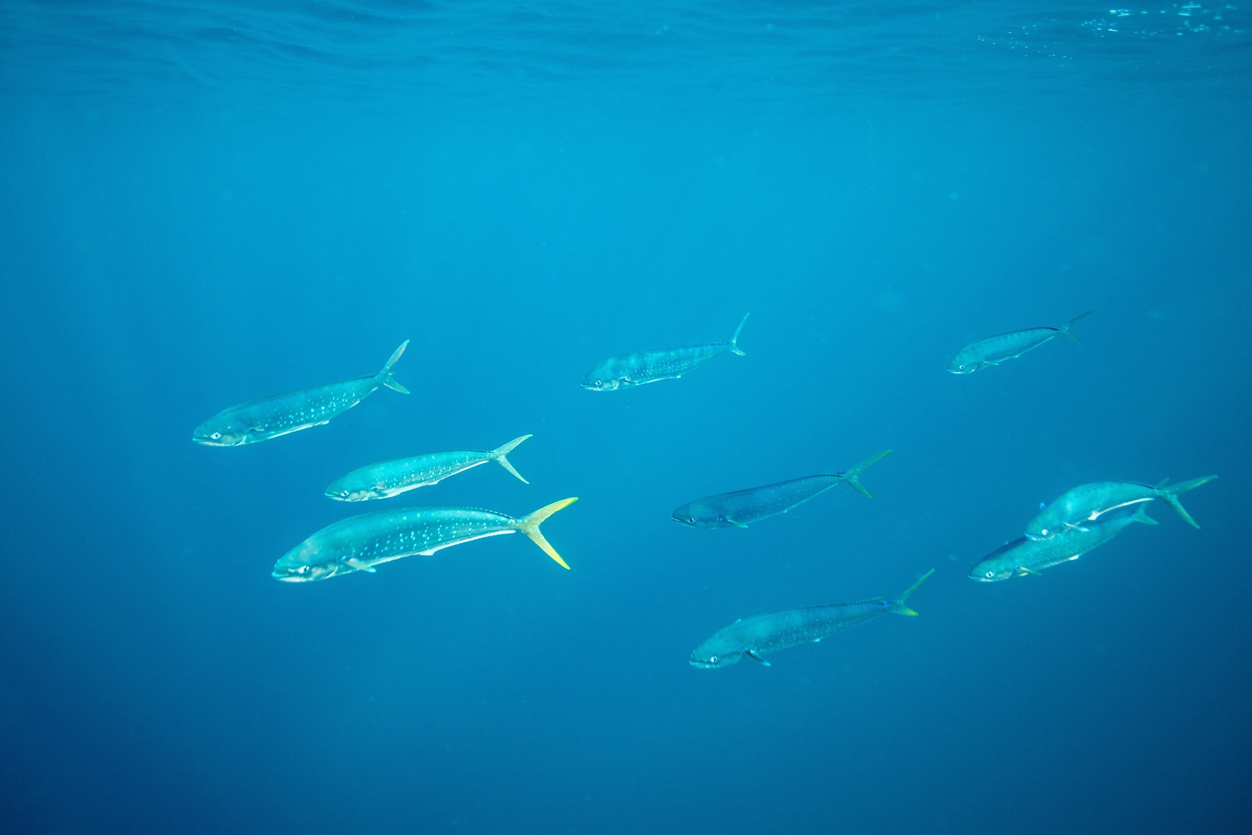 Mahi Mahi, Atlantic Ocean.jpeg