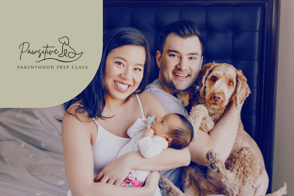 Pawsitive Parenthood Prep Class, ONLINE 