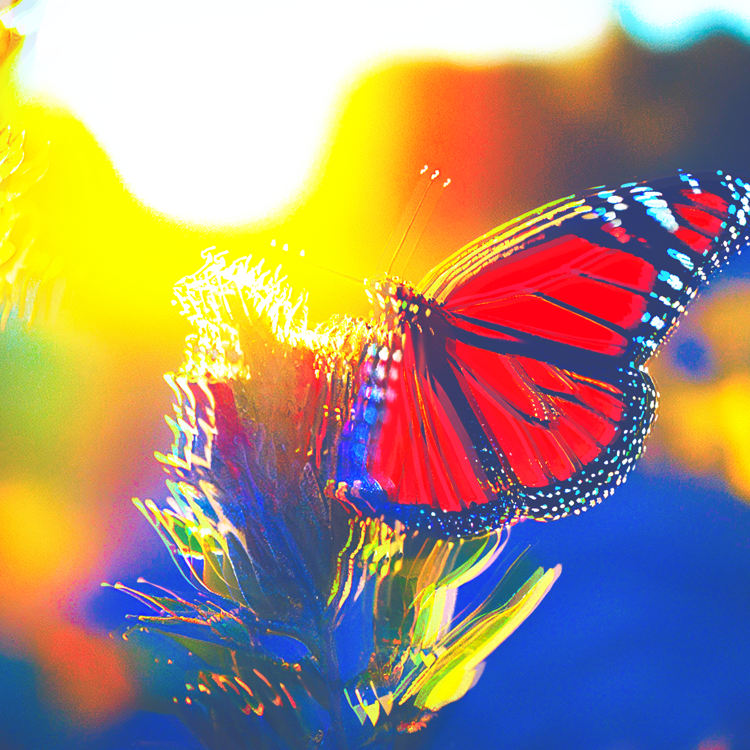 METAMORPHOSIS