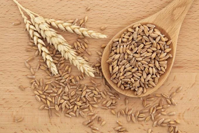 Spelt-natural-remedies-from-the-field.jpg