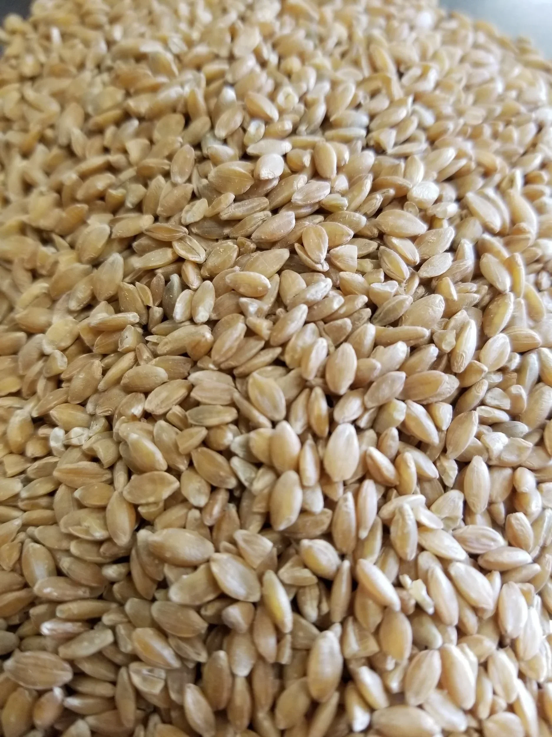 Einkorn%2Bberries.webp