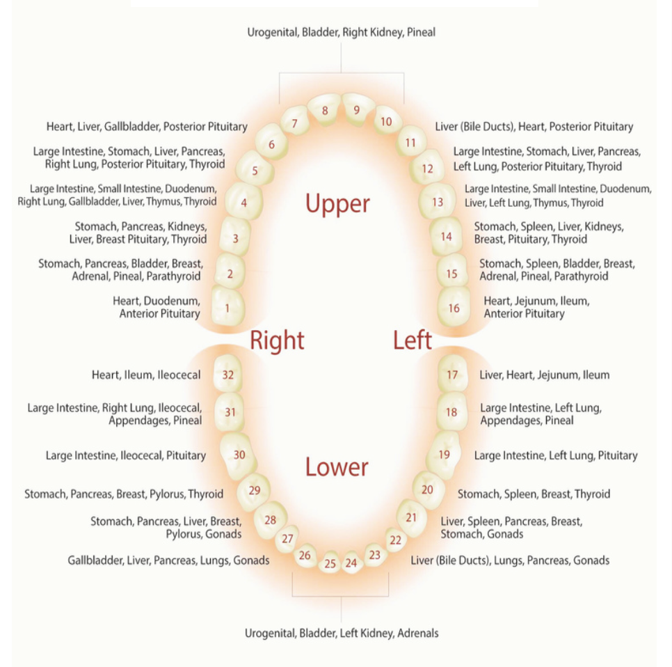 The Overlooked Link Between Oral Health &amp; Whole-Body Healing