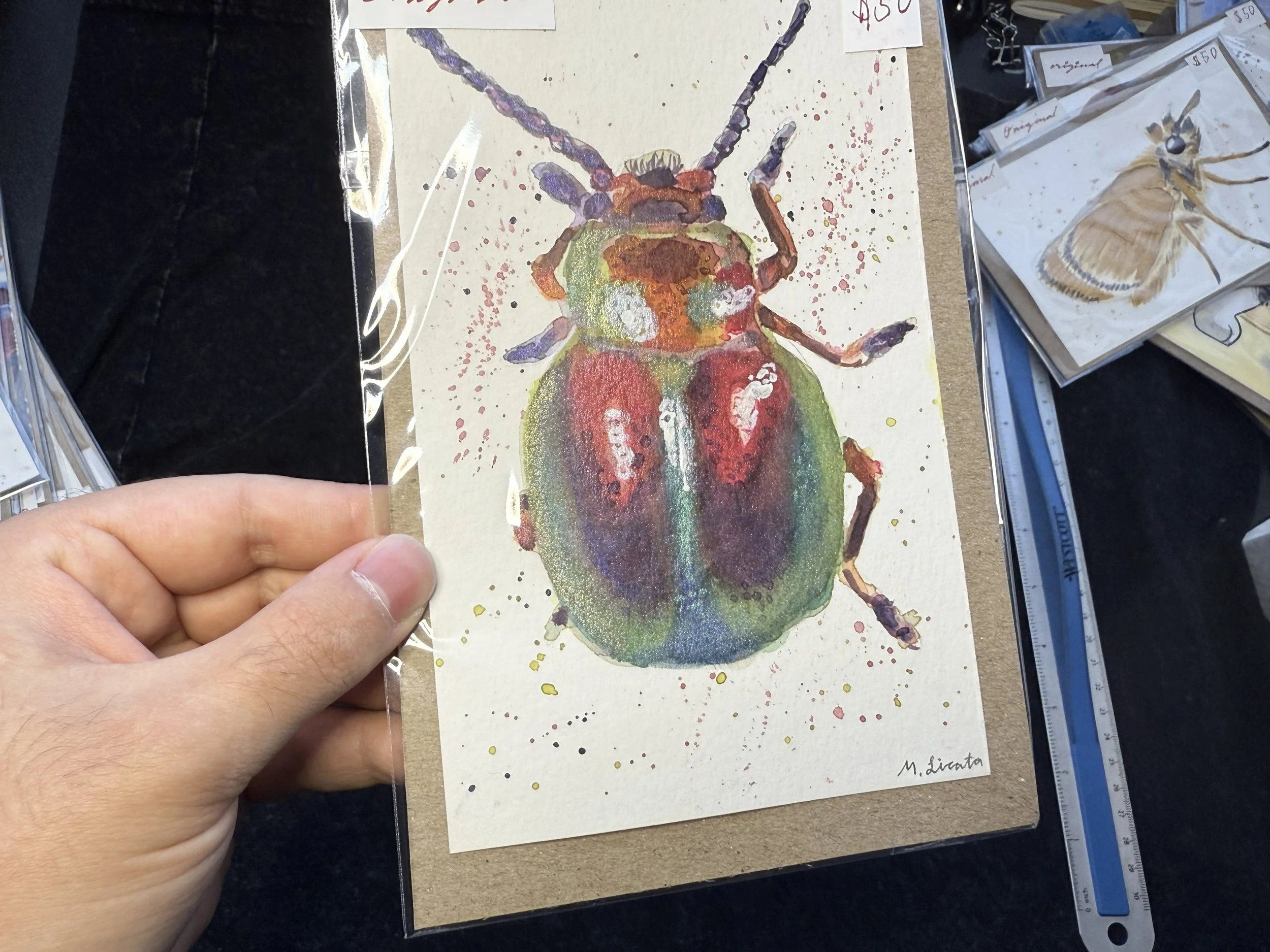 beetle original shine 2 .jpeg