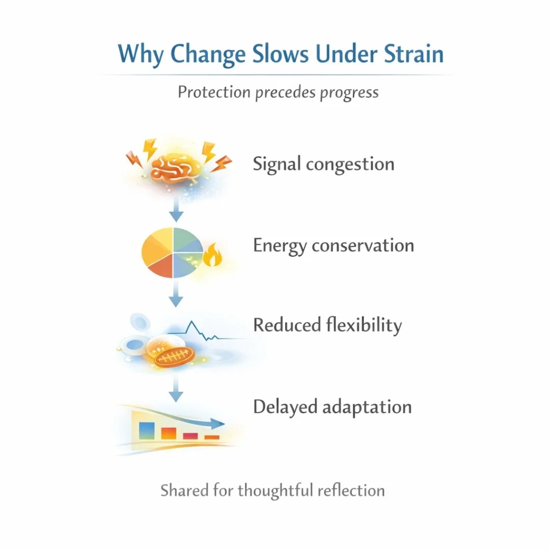 Most plans lose momentum not because effort fades&mdash;but because capacity is exceeded.

The body is constantly interpreting signals. When nutritional load, training demand, and life stress outpace recovery, the system shifts toward conservation. E