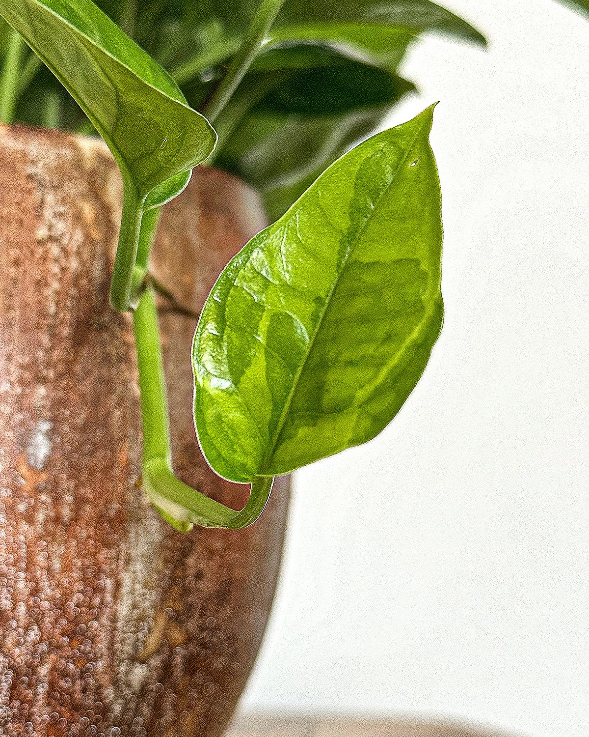 Pothos EMerald Leaves.jpg