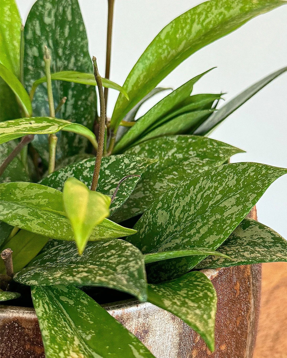 Hoya Green Var Leaves.jpg