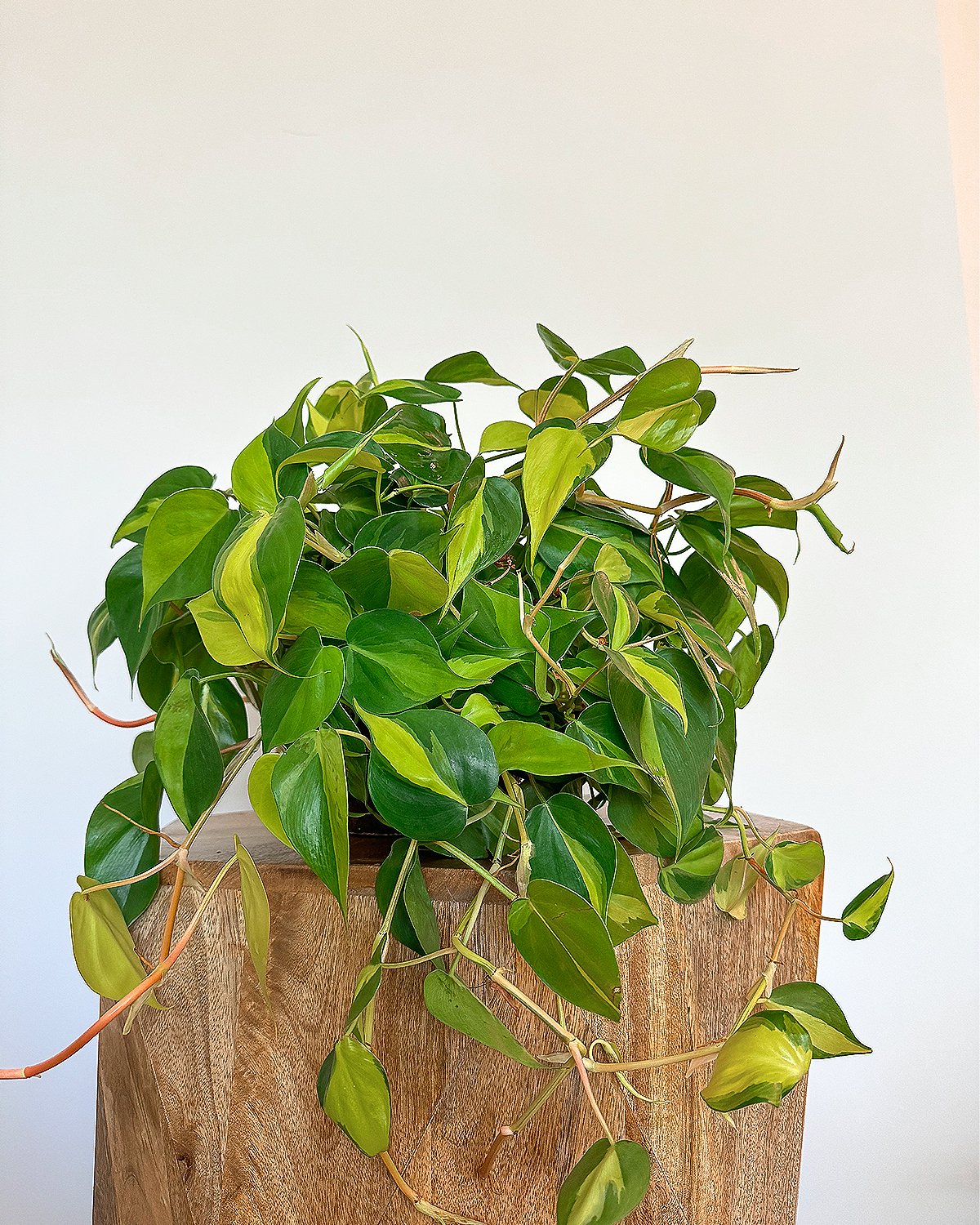 6" Philodendron Brasil