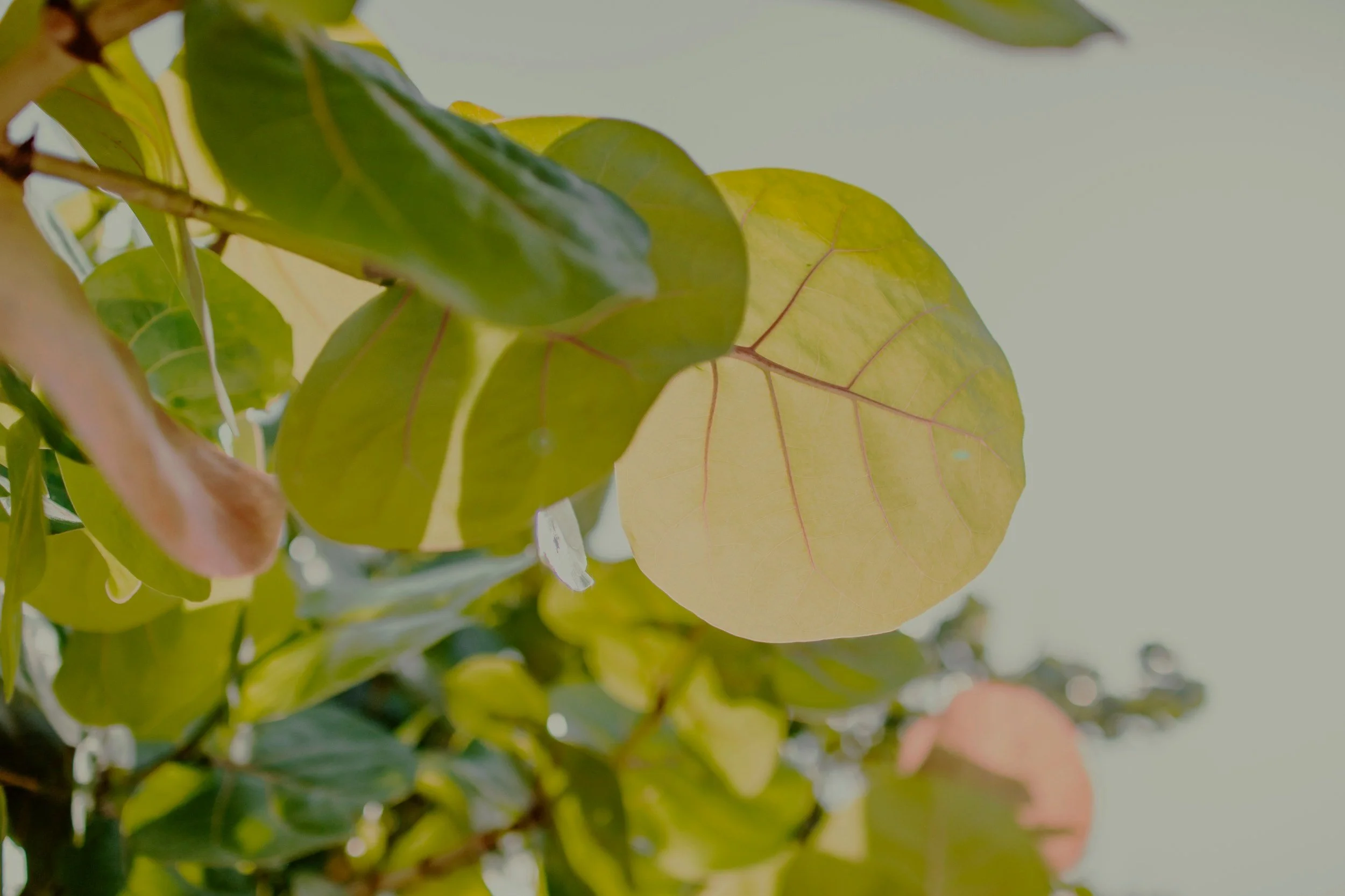 Close-up of green and yellow leaves on a plant, with sunlight shining through.