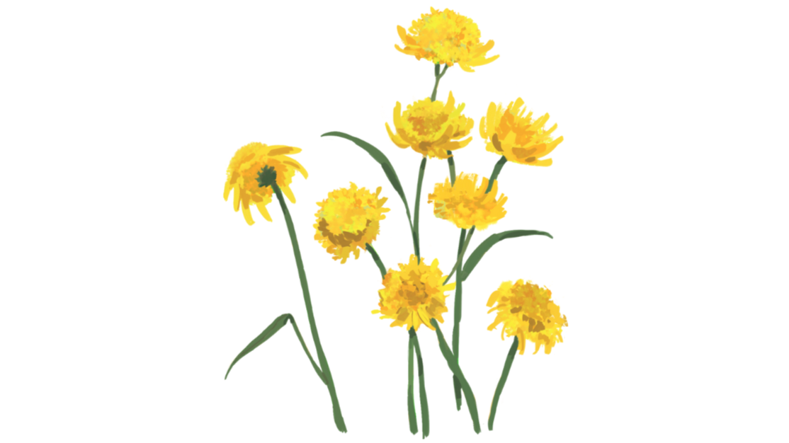 Illustration of a yellow flower with multiple blooms and green stems against a plain background.