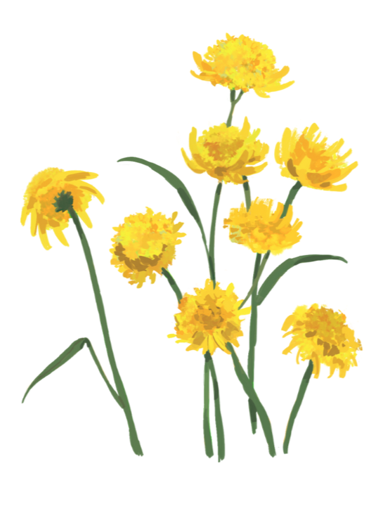 Illustration of several yellow flowers with green stems and leaves.