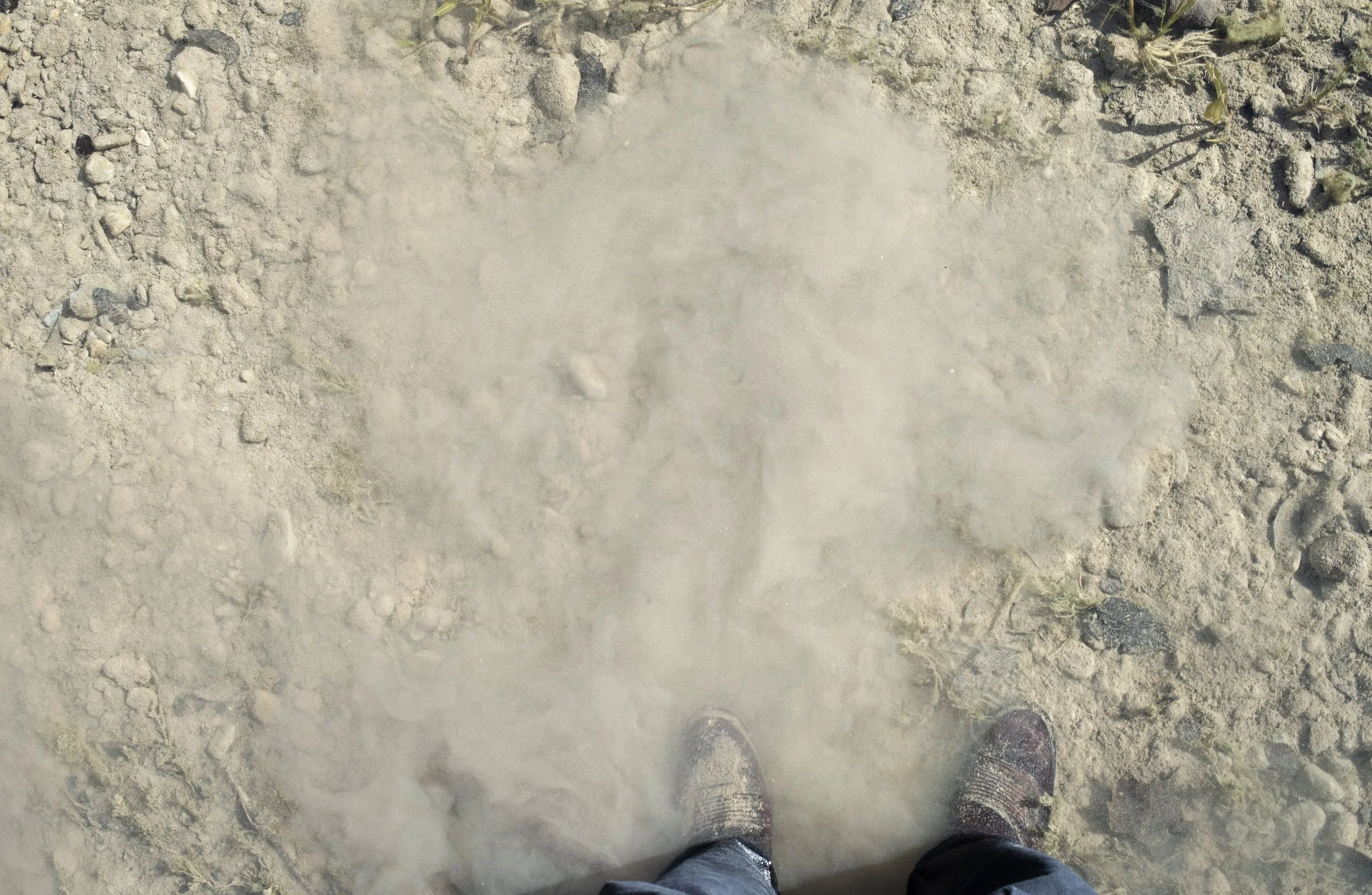 from dust annabelle collette 2022 copy.jpg