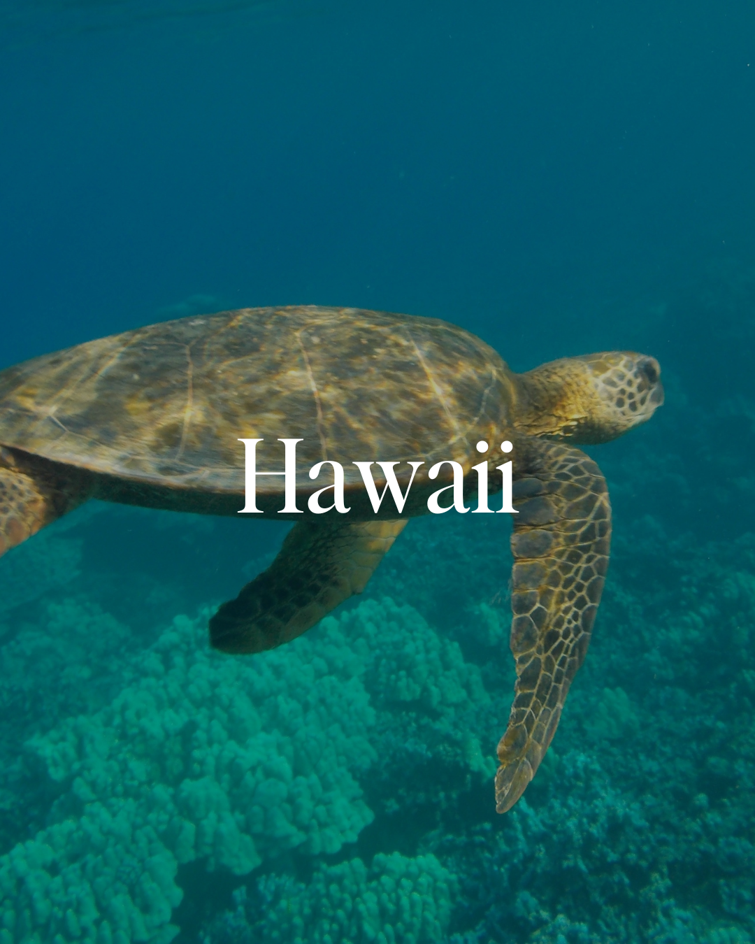 Underwater photo of a sea turtle swimming above coral reefs with the word Hawaii overlaying the image.
