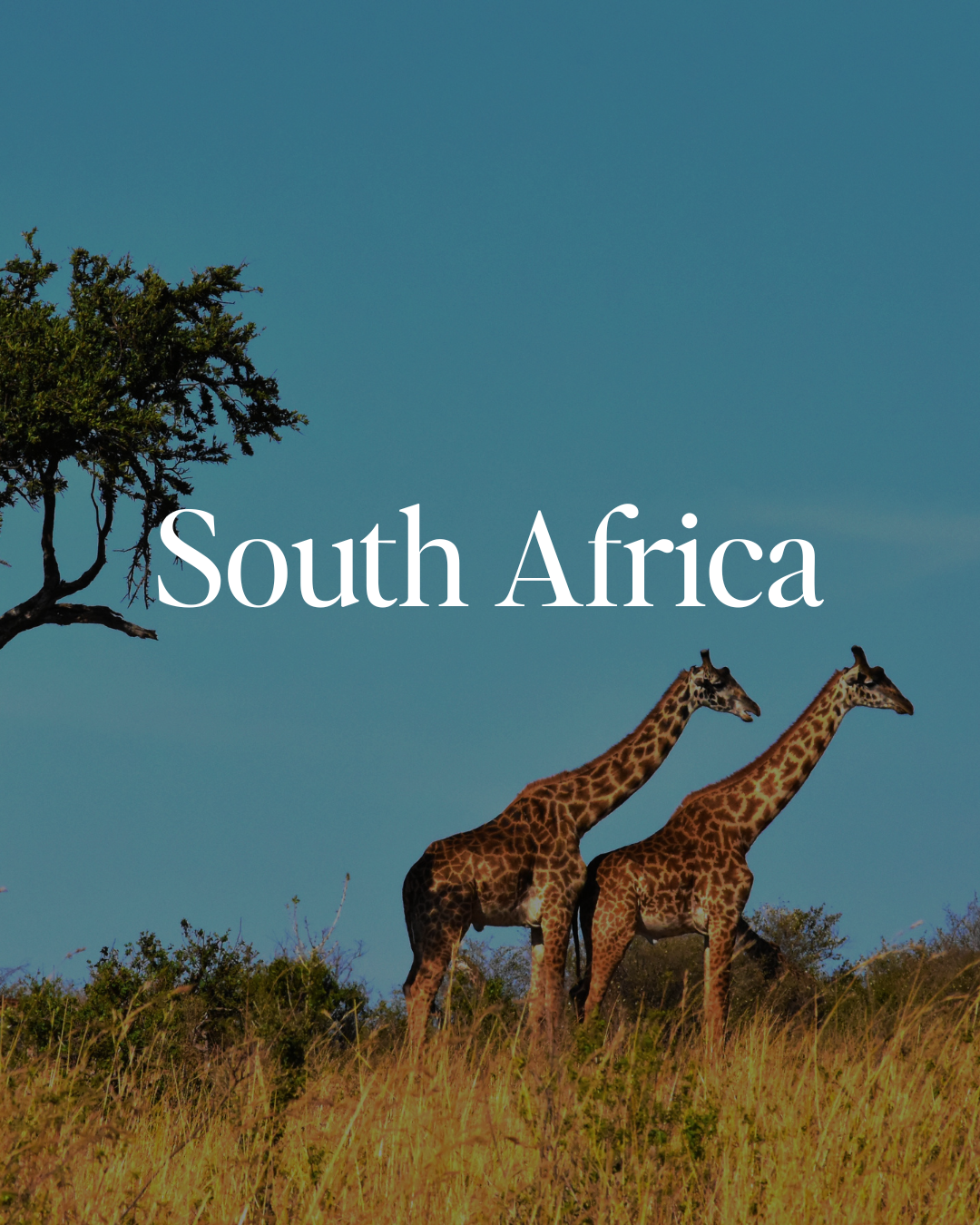 Two giraffes standing in tall grass with a tree on the left and blue sky in South Africa.