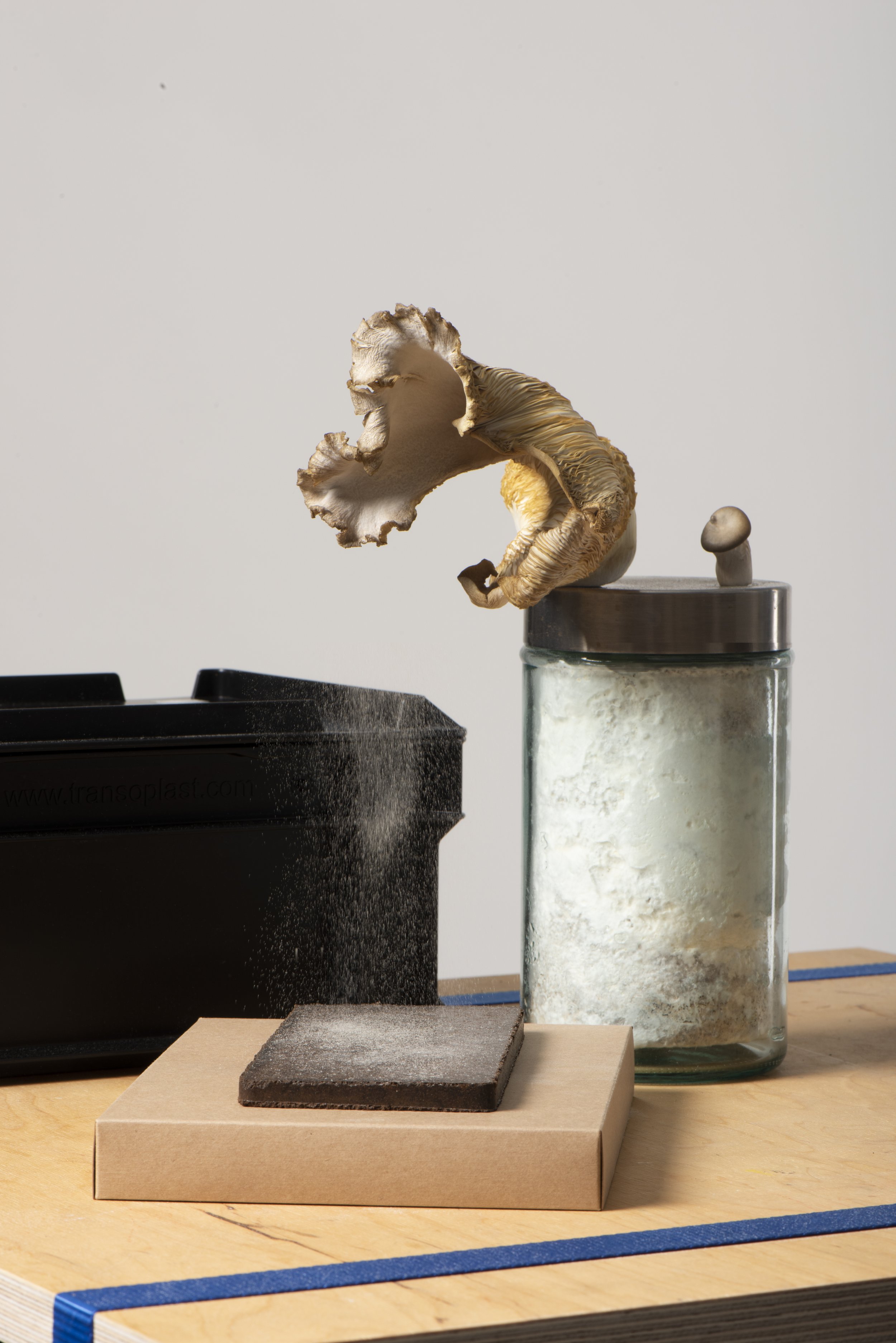 Interspecies Design Studio_Mushrooms_Spores.jpg