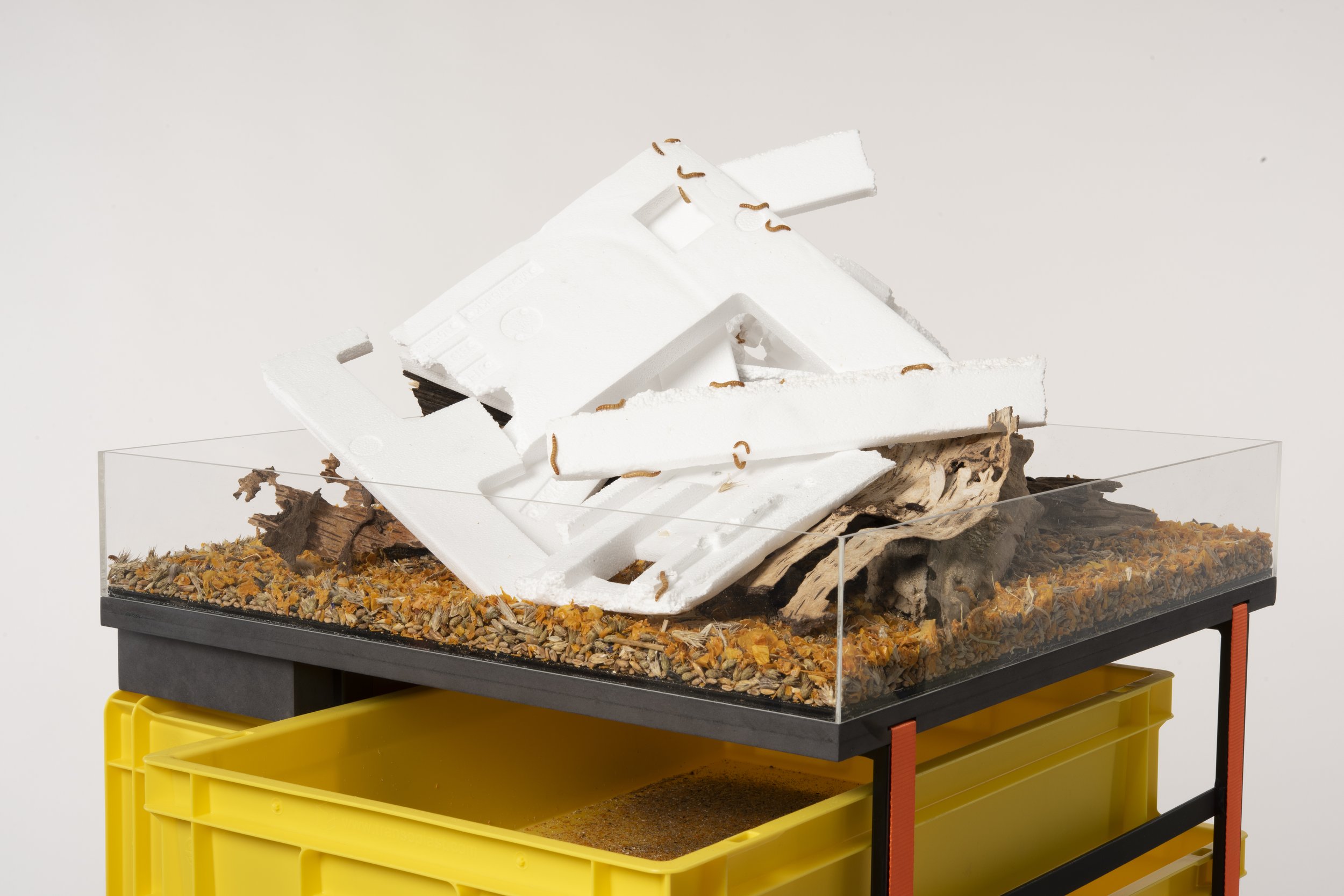 Interspecies Design Studio_Mealworms_Styrofoam_Closeup.jpg