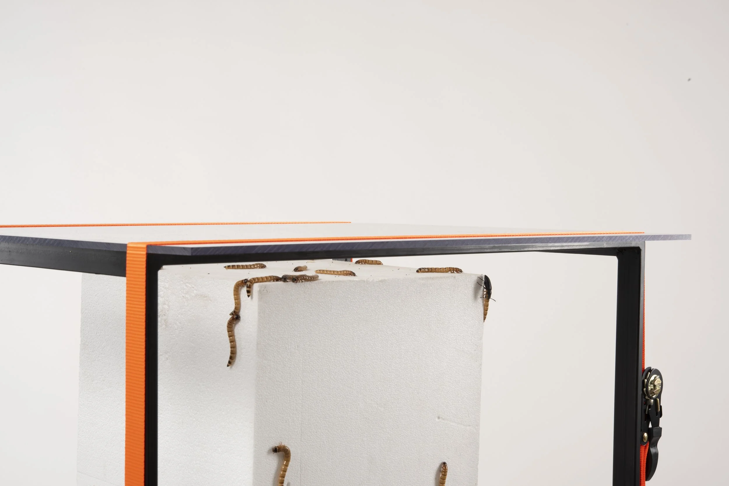 Interspecies Design Studio_Mealworms_Closeup.jpg