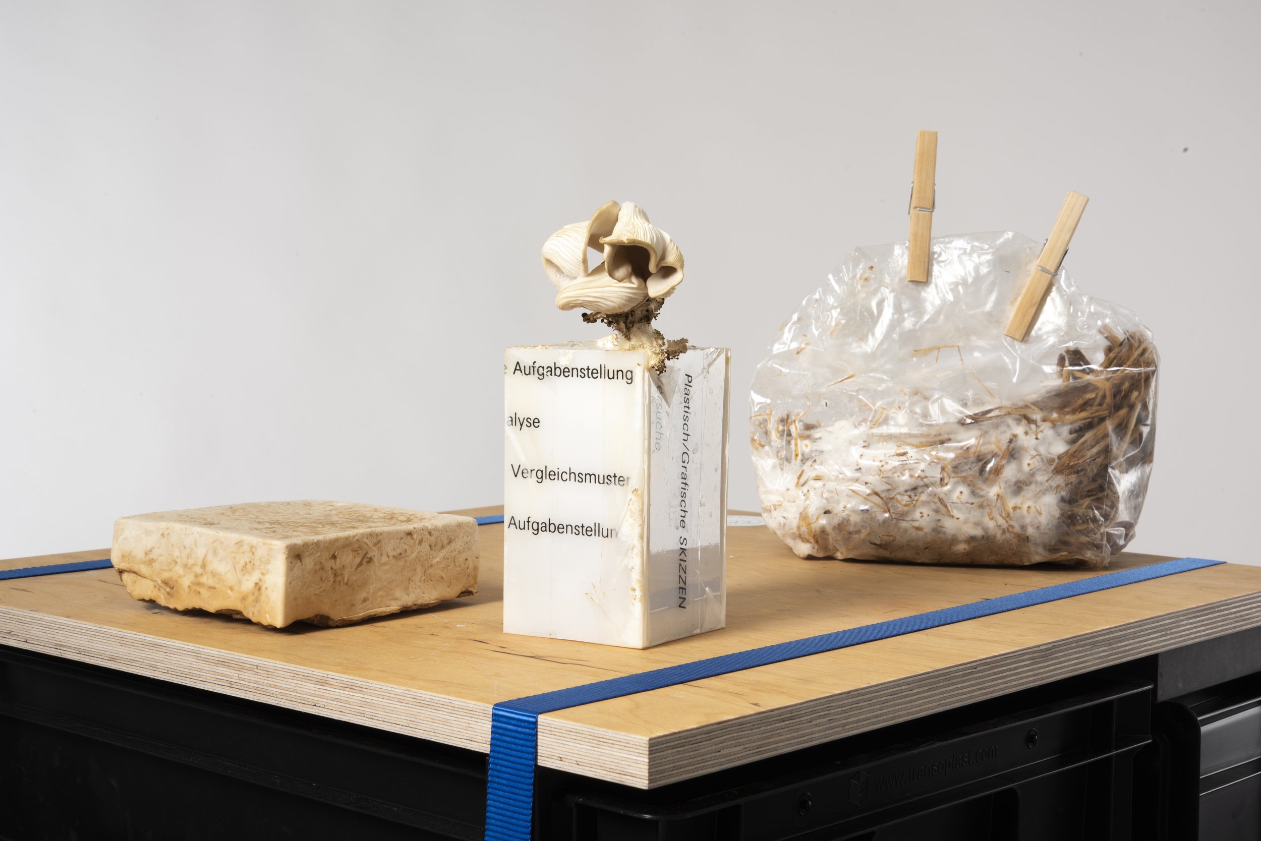 Interspecies Design Studio_Mushrooms_Process.jpg