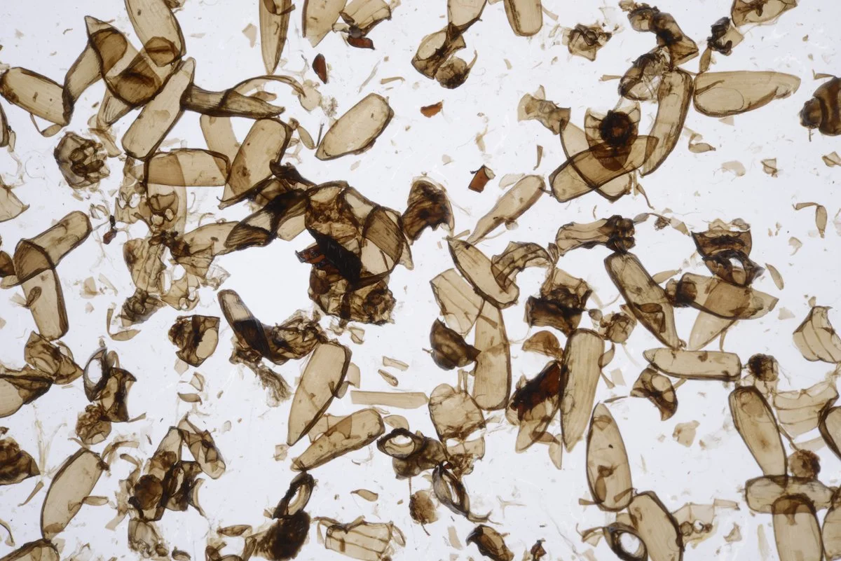 61814cbaba0da591975b38fb_Sample_Wings_Detail Kopie.jpg